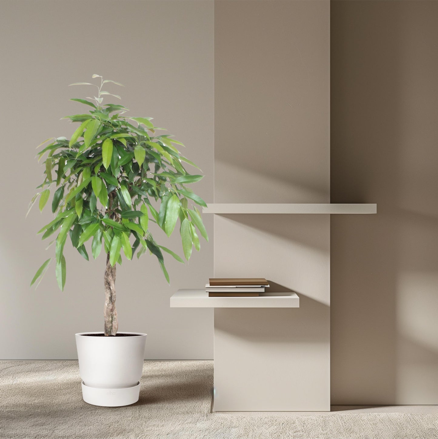 Ficus Amstel King gevlochten stam - 140 cm - Forest Plants