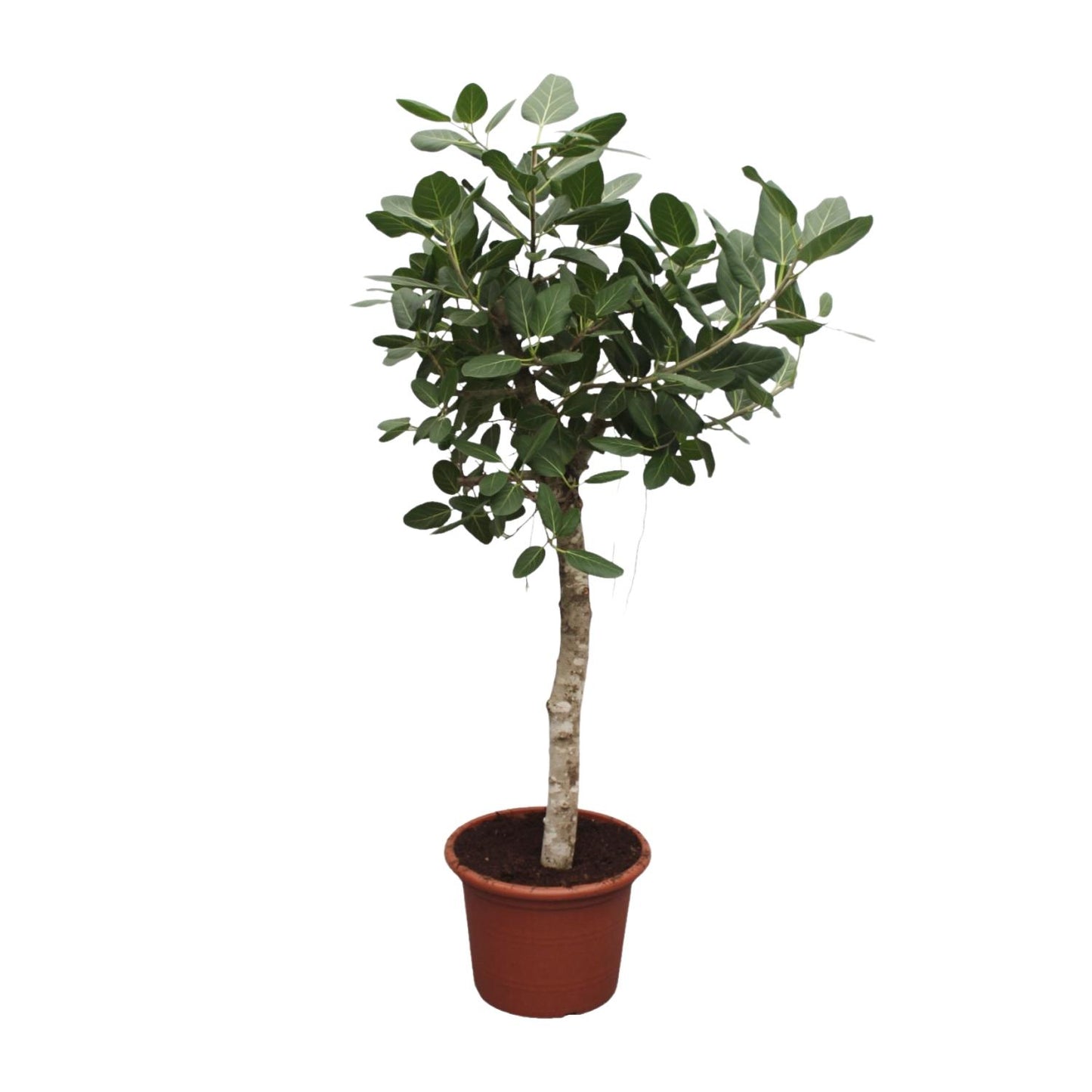 Ficus Benghalensis boom - 200 cm - Forest Plants