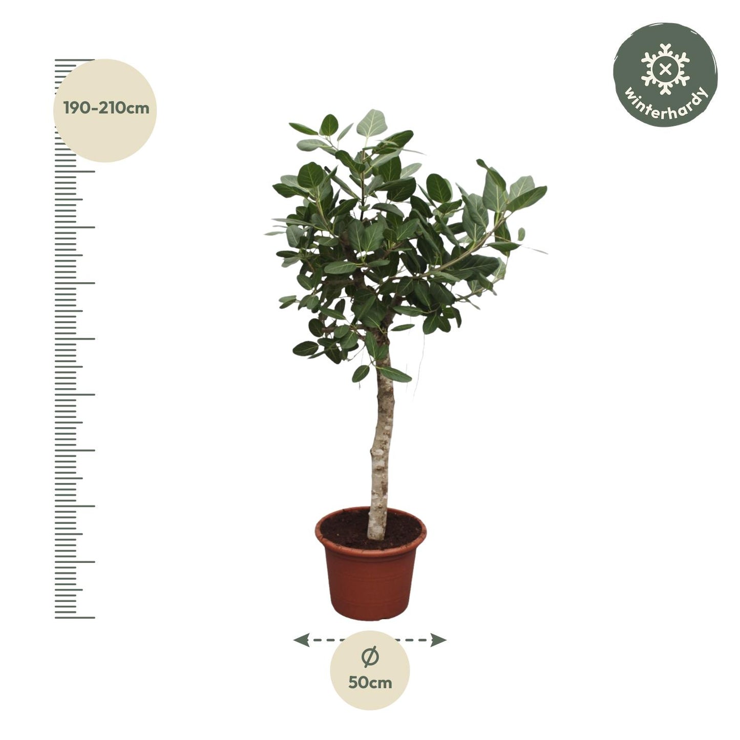 Ficus Benghalensis boom - 200 cm - Forest Plants