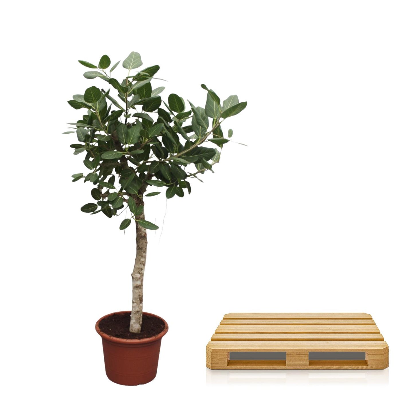 Ficus Benghalensis boom - 200 cm - Forest Plants