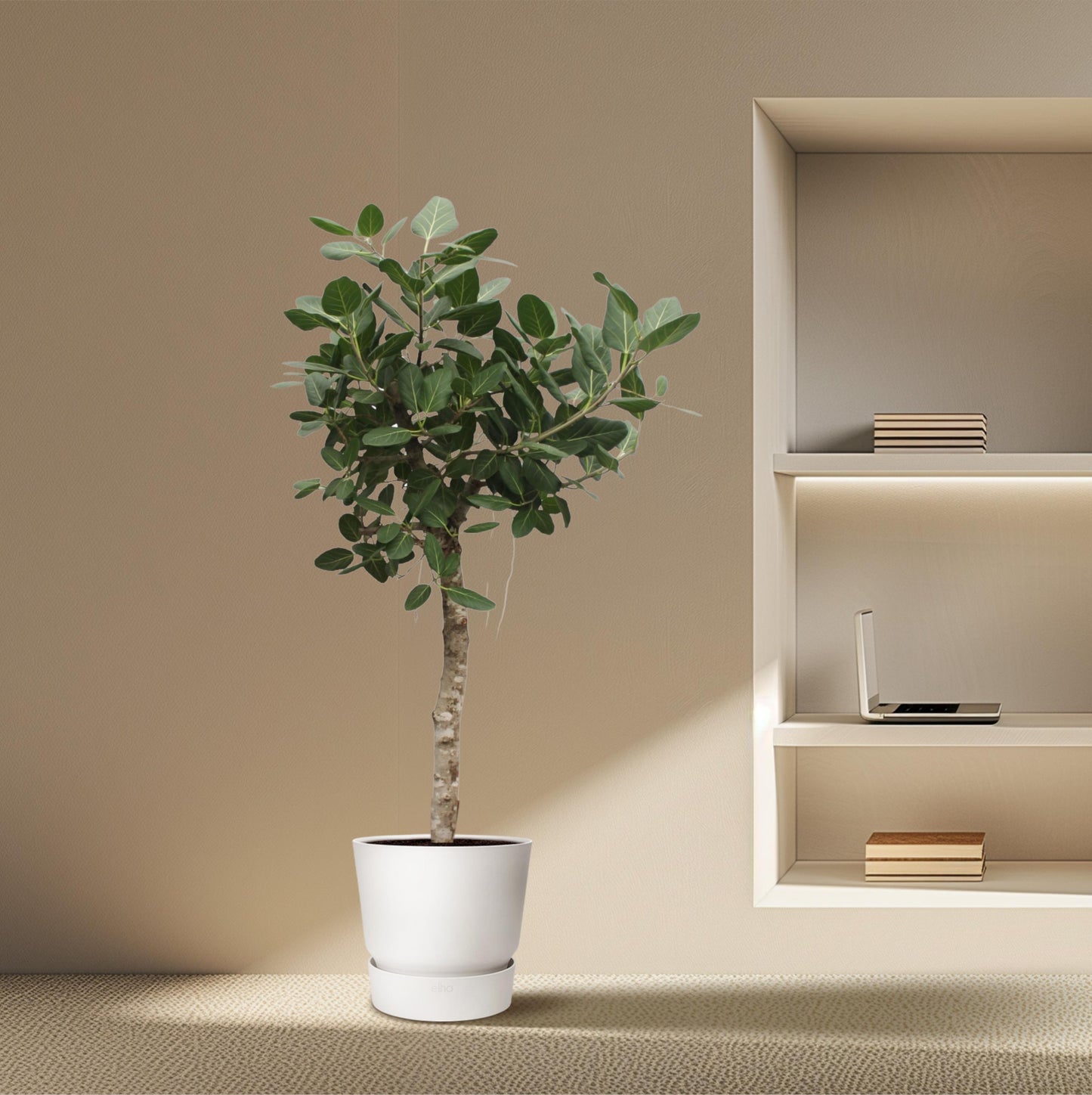 Ficus Benghalensis boom - 200 cm - Forest Plants