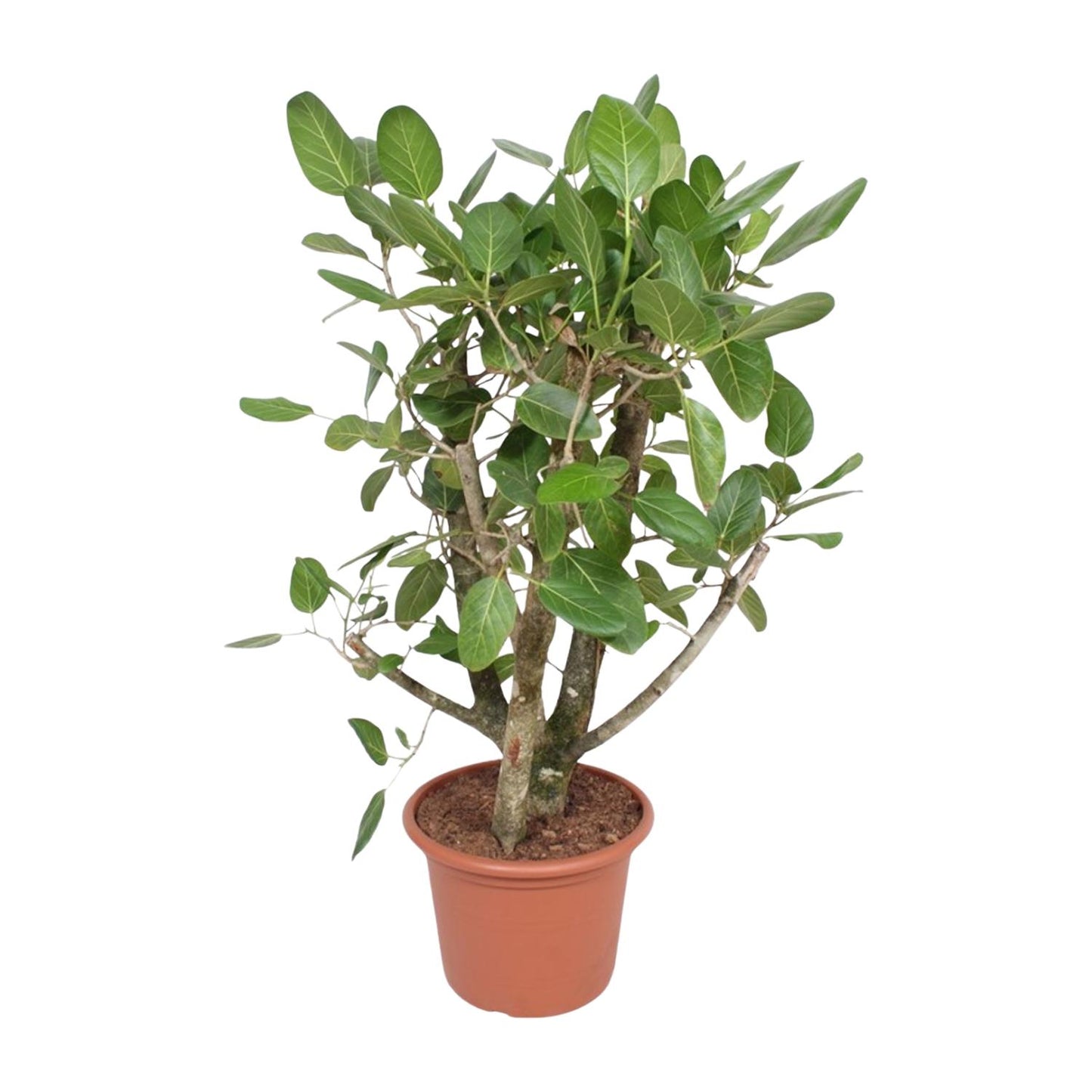 Ficus Benghalensis vertakt - 140 cm - Forest Plants