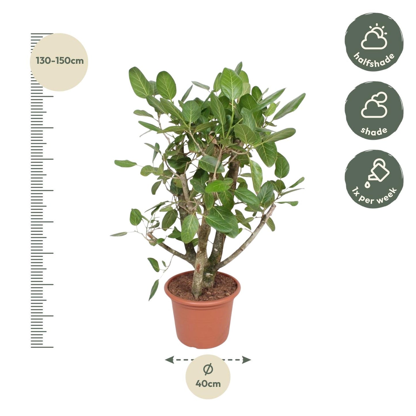 Ficus Benghalensis vertakt - 140 cm - Forest Plants