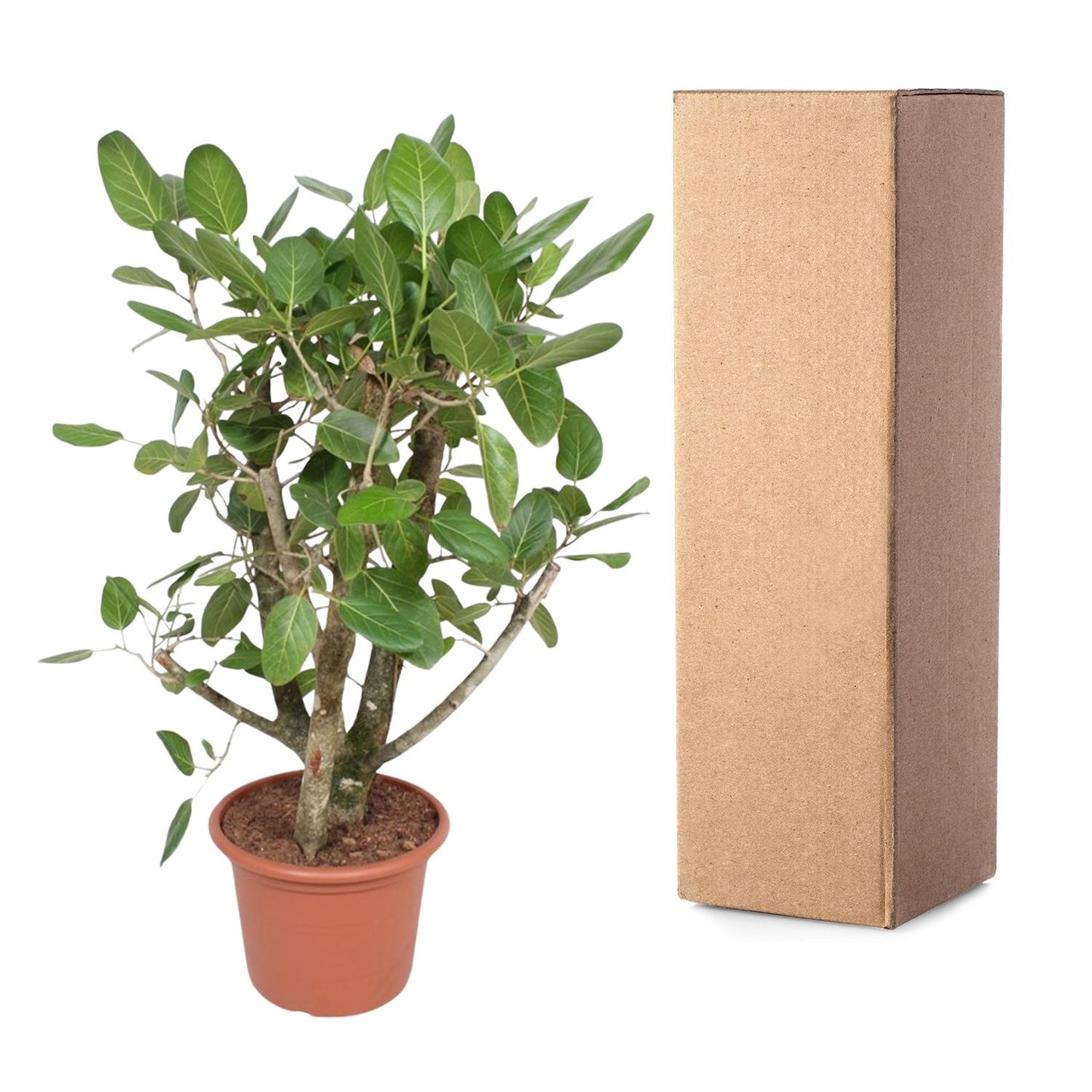 Ficus Benghalensis vertakt - 140 cm - Forest Plants