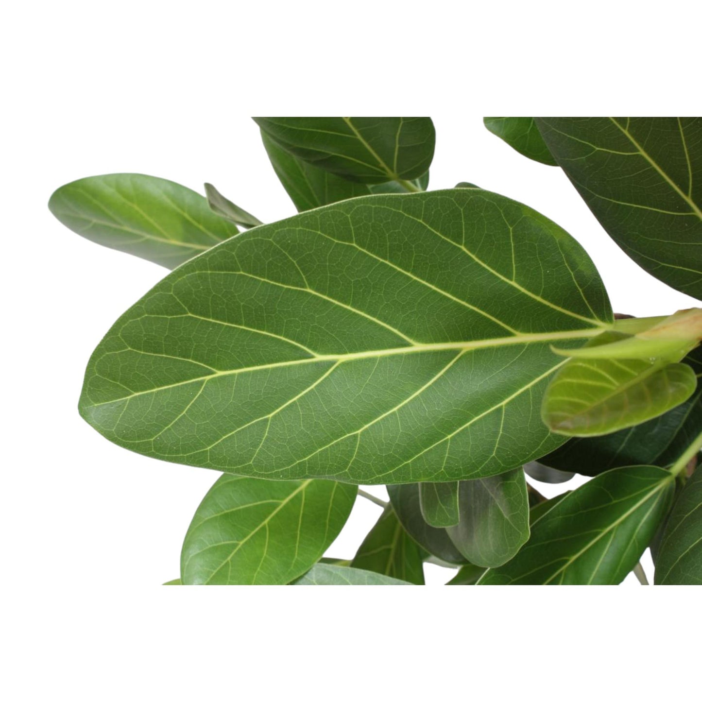 Ficus Benghalensis vertakt - 140 cm - Forest Plants