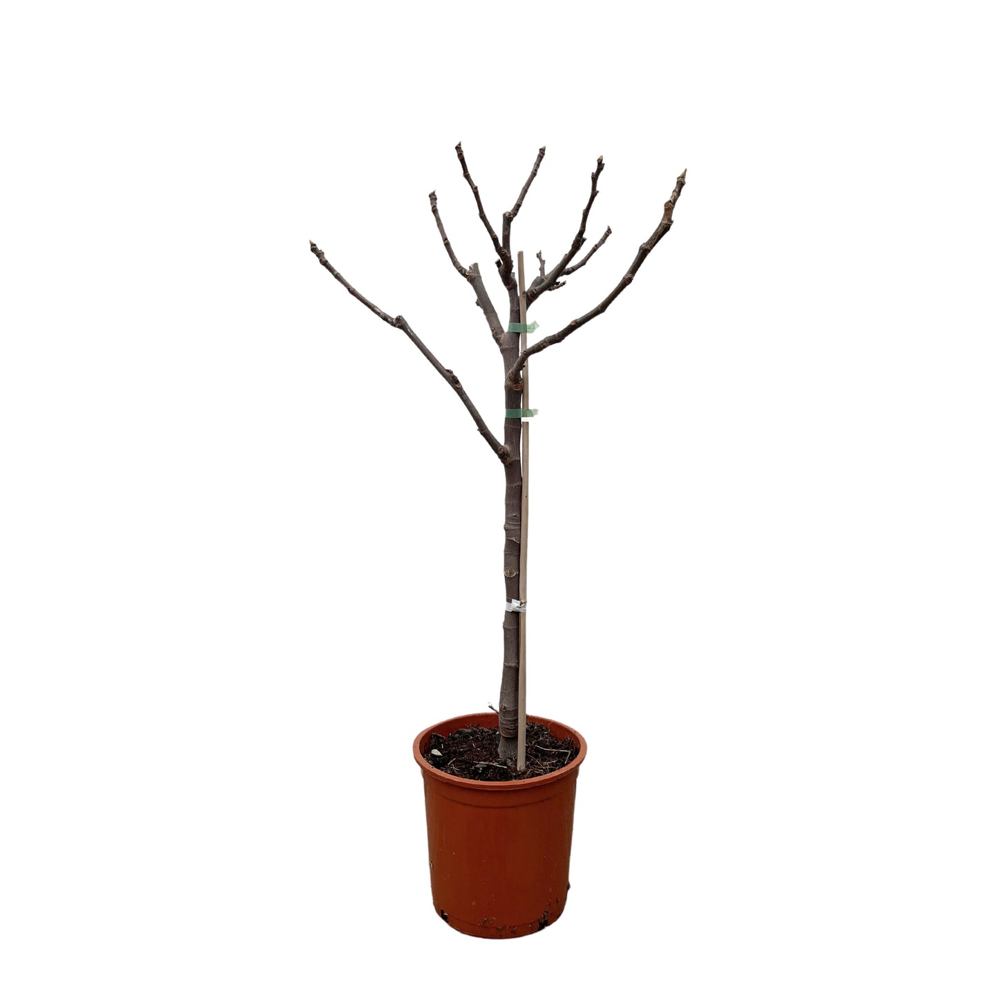 Ficus Carica op stam - 100 cm - Forest Plants
