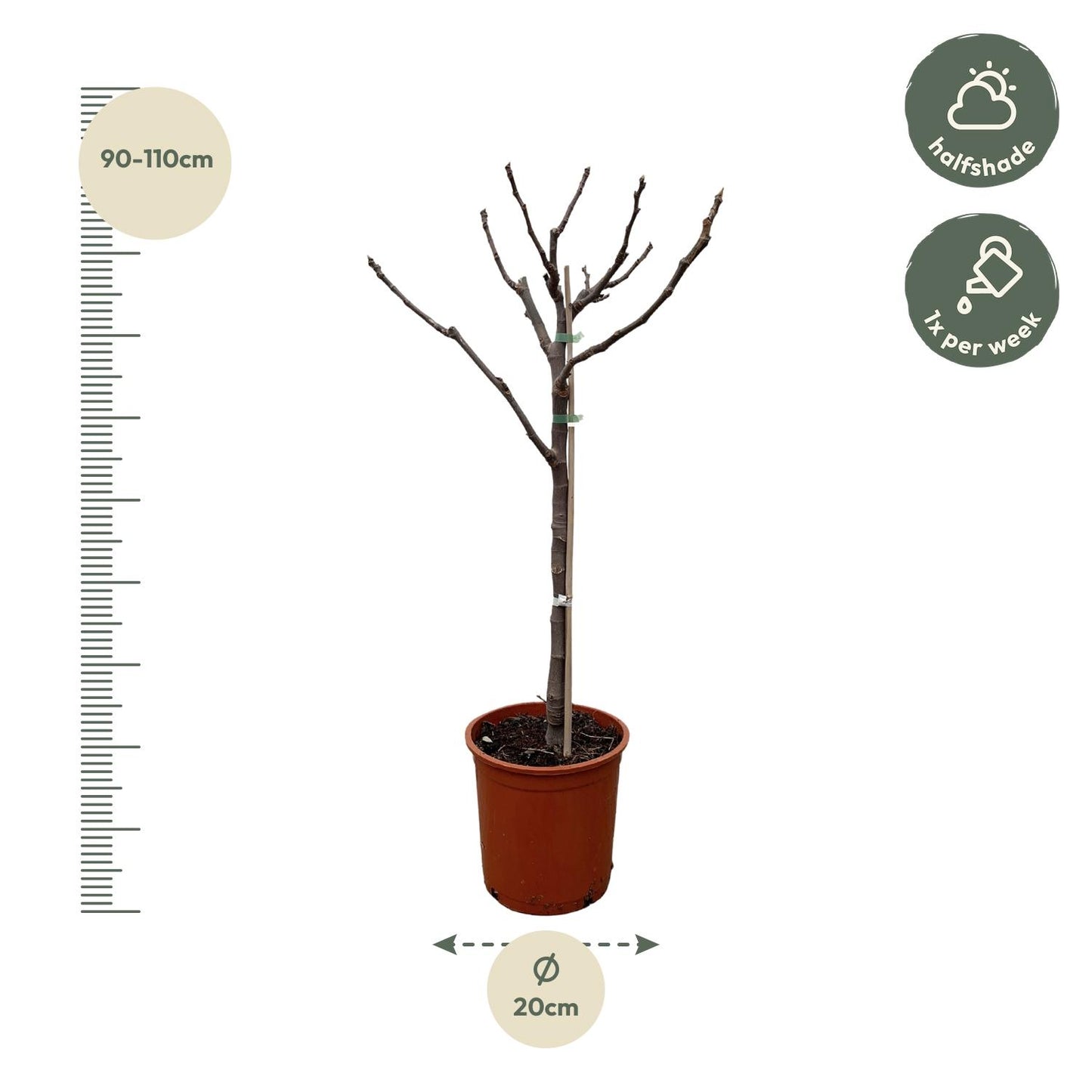 Ficus Carica op stam - 100 cm - Forest Plants