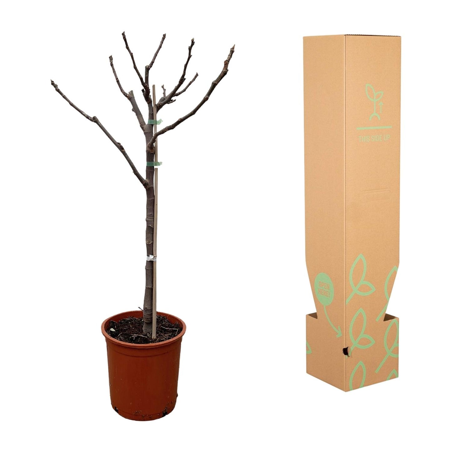 Ficus Carica op stam - 100 cm - Forest Plants