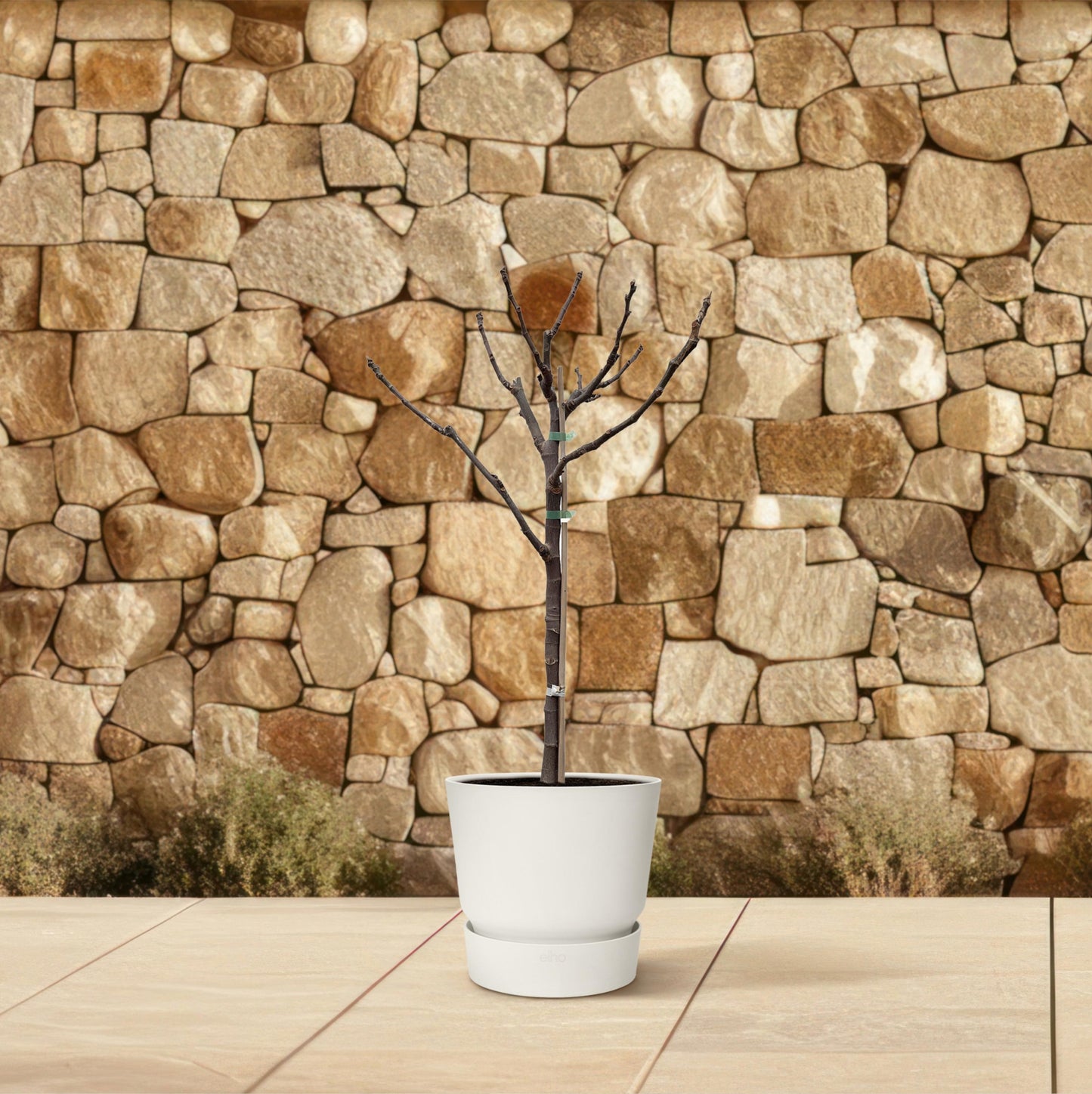 Ficus Carica op stam - 100 cm - Forest Plants