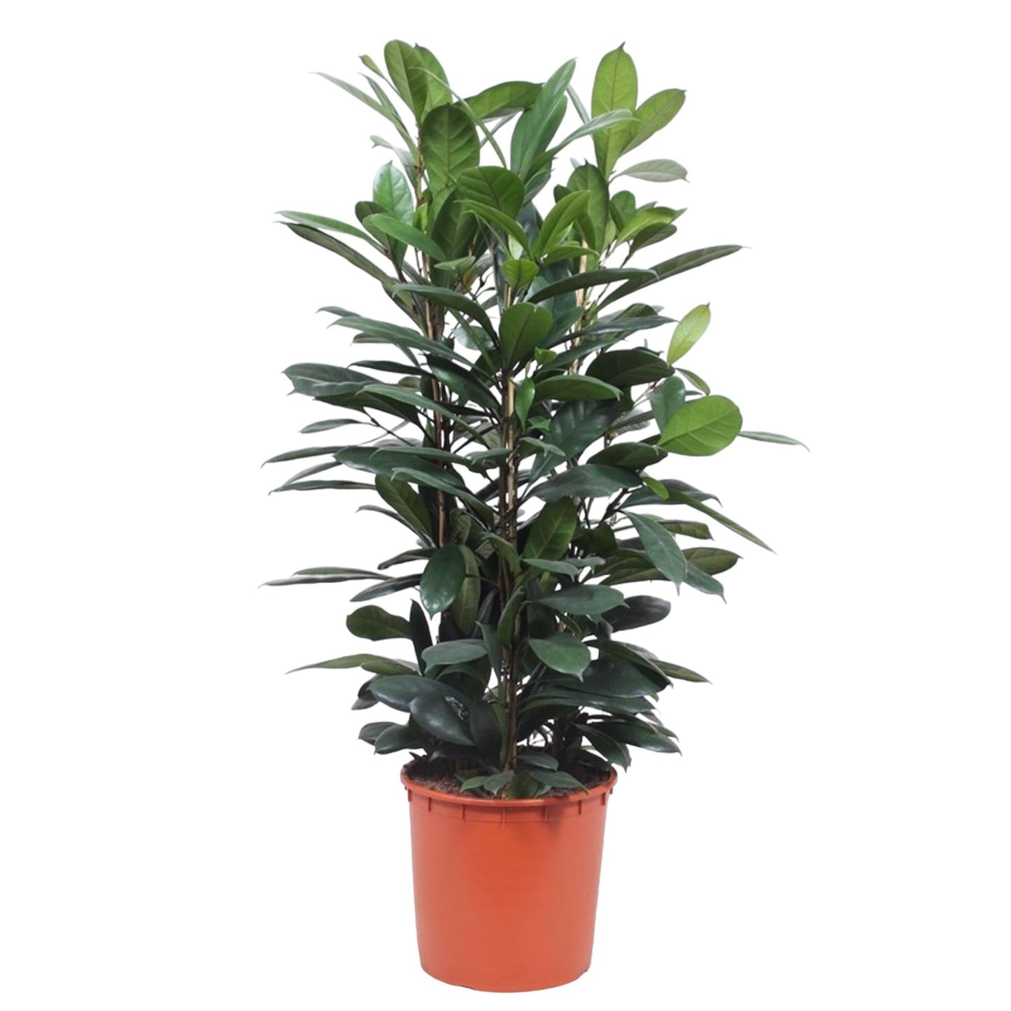 Ficus Cyathistipula struik - 140 cm - Forest Plants