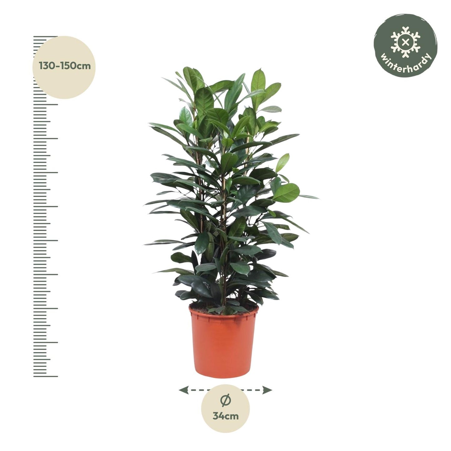 Ficus Cyathistipula struik - 140 cm - Forest Plants
