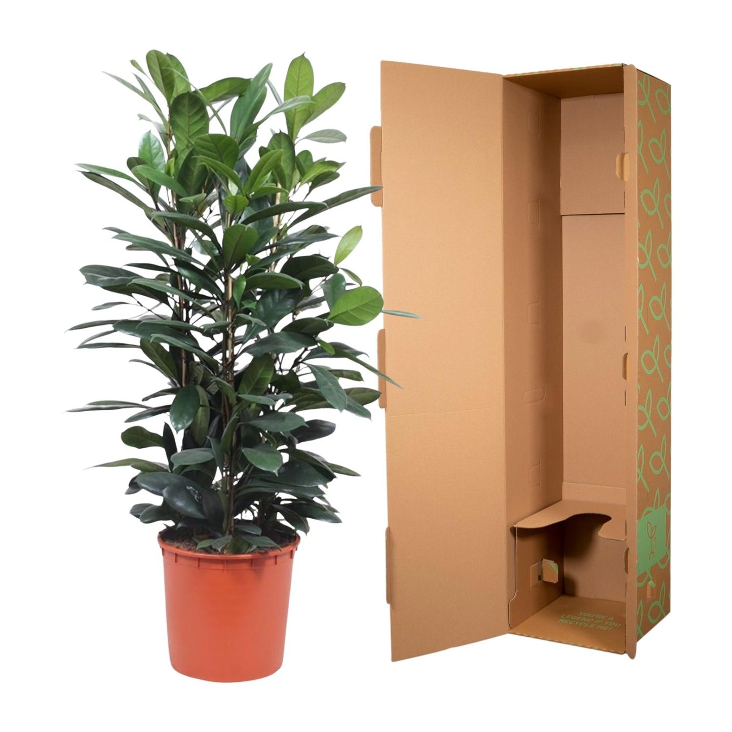 Ficus Cyathistipula struik - 140 cm - Forest Plants
