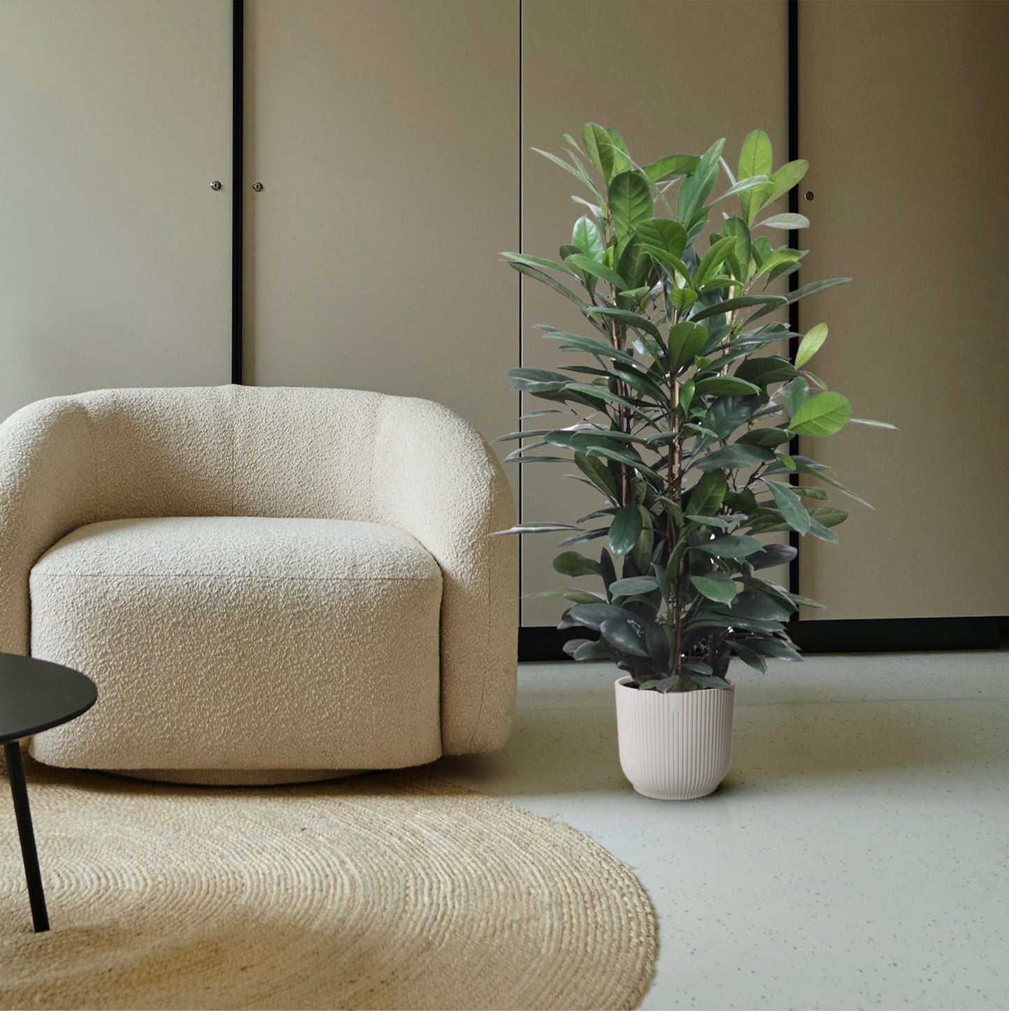 Ficus Cyathistipula struik - 140 cm - Forest Plants