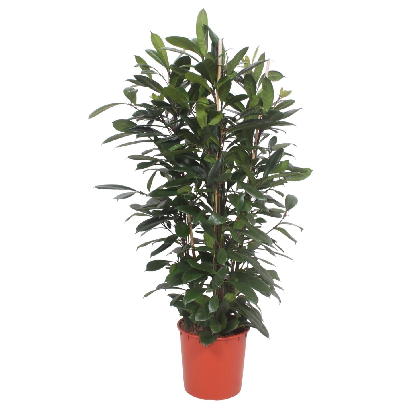 Ficus Cyathistipula struik - 180 cm - Forest Plants