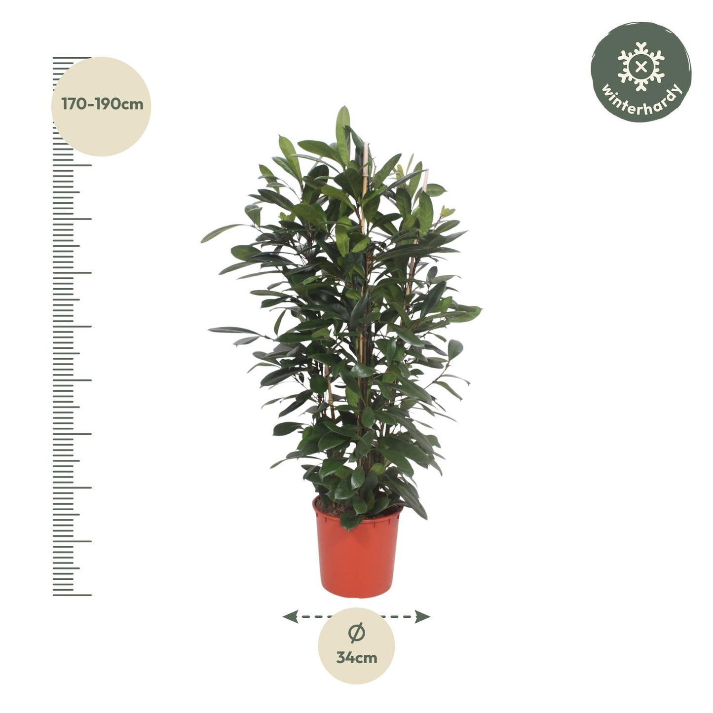 Ficus Cyathistipula struik - 180 cm - Forest Plants