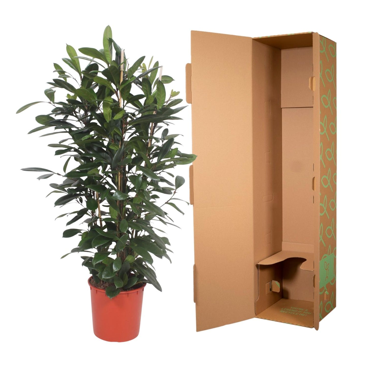 Ficus Cyathistipula struik - 180 cm - Forest Plants