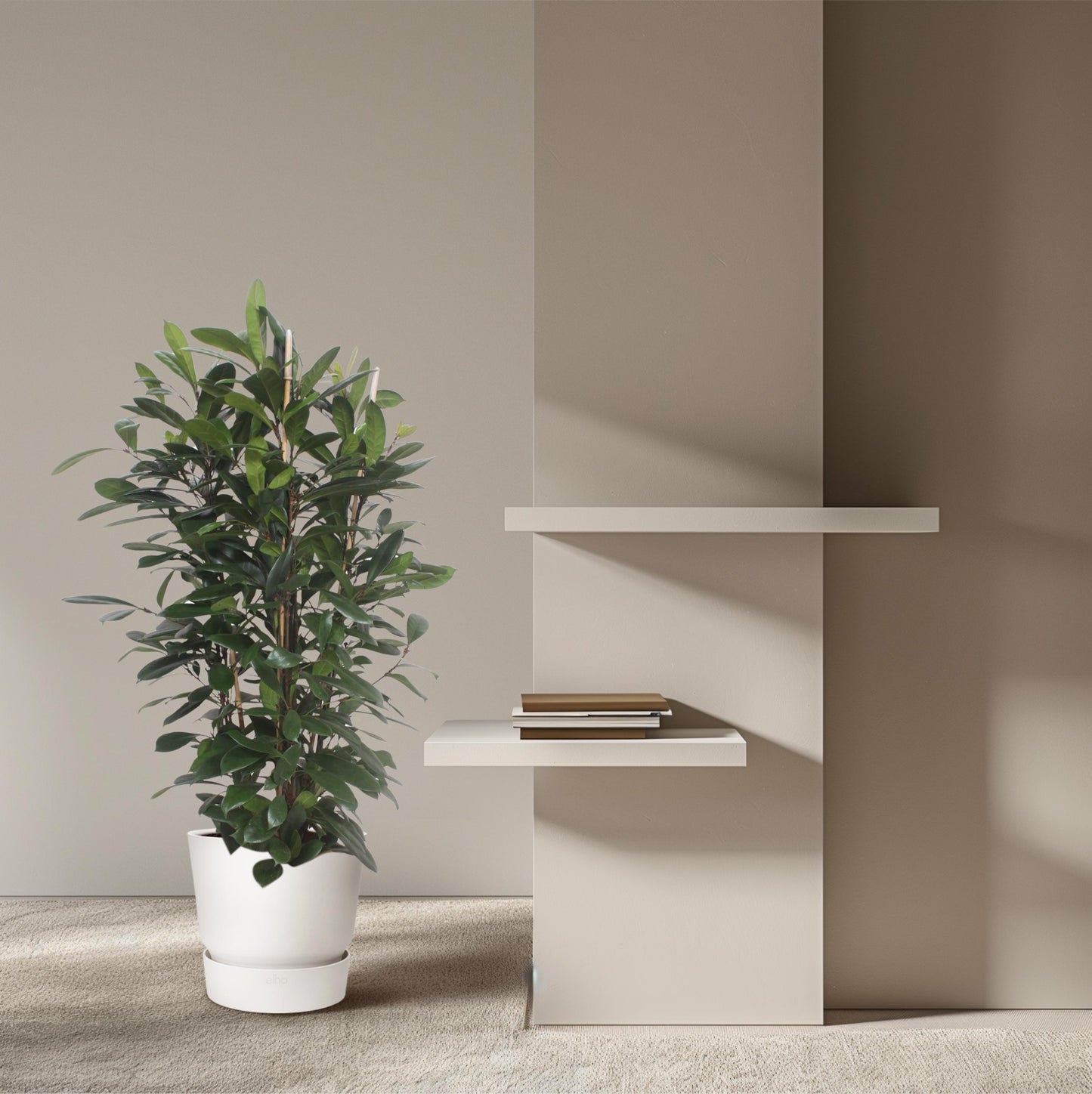 Ficus Cyathistipula struik - 180 cm - Forest Plants