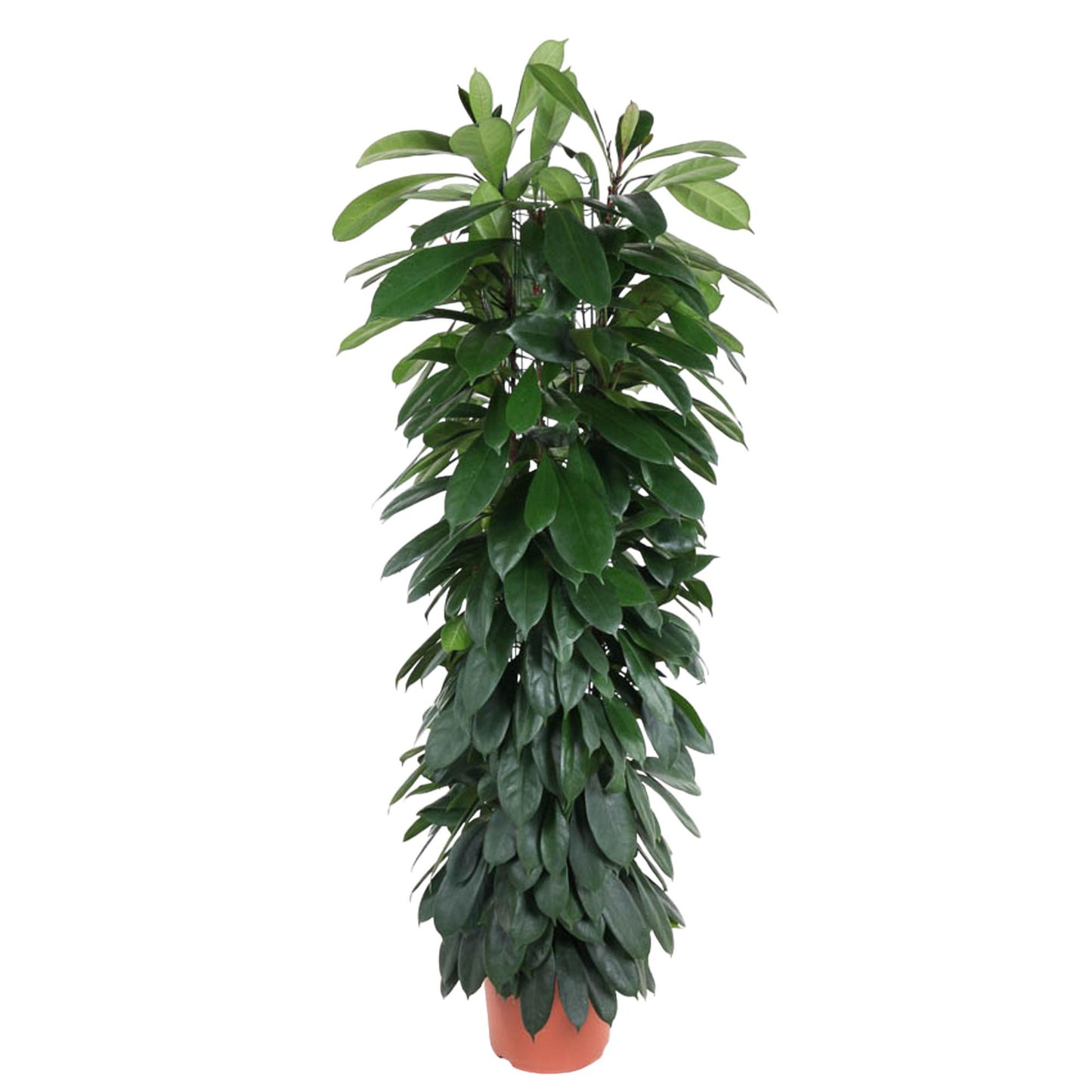 Ficus Cyatistipula zuil - 150 cm - Forest Plants