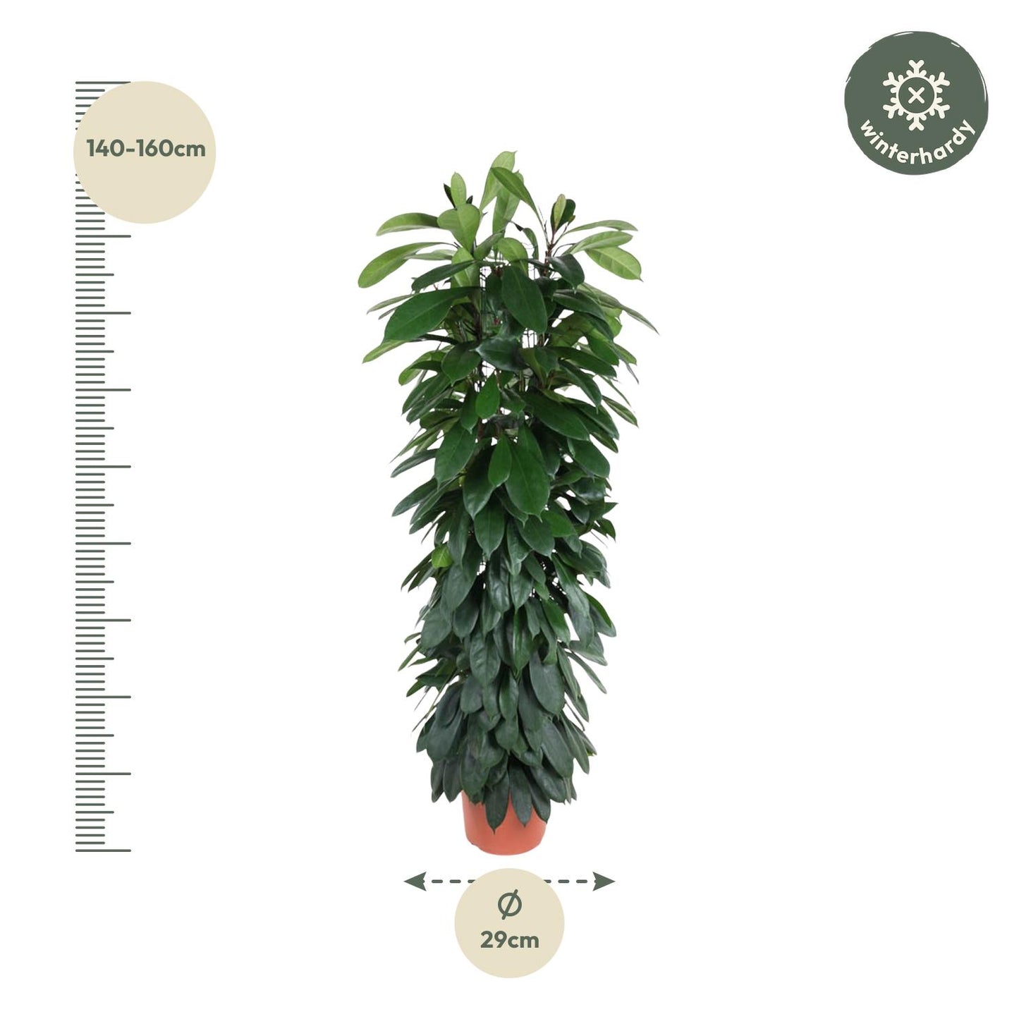 Ficus Cyatistipula zuil - 150 cm - Forest Plants