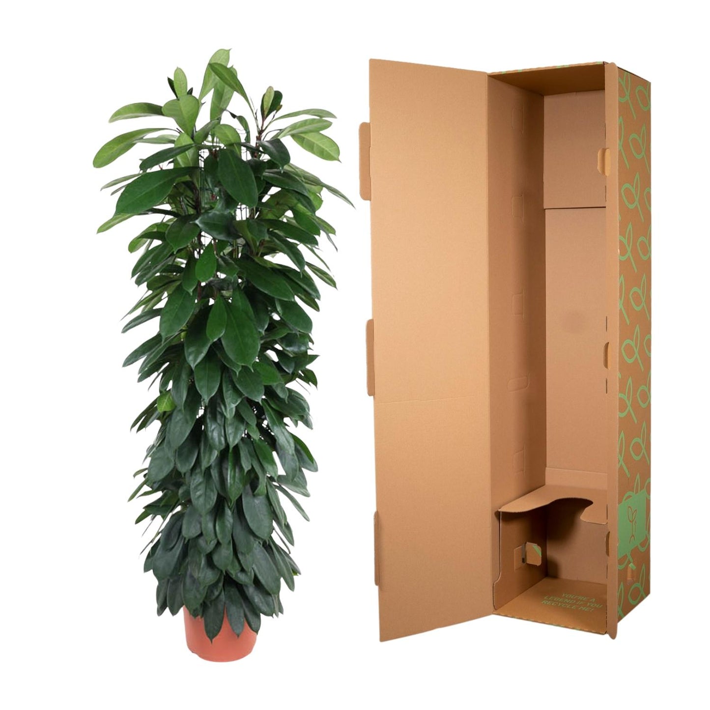 Ficus Cyatistipula zuil - 150 cm - Forest Plants
