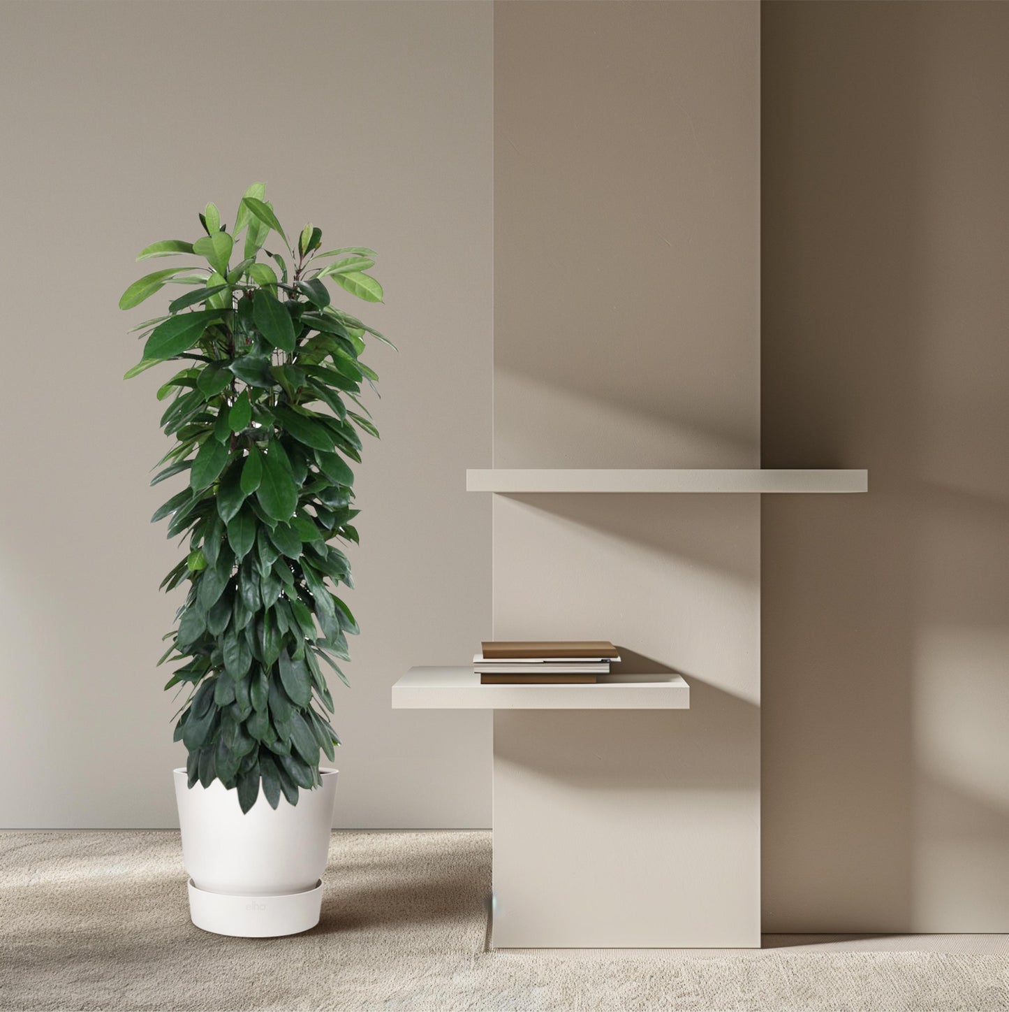 Ficus Cyatistipula zuil - 150 cm - Forest Plants