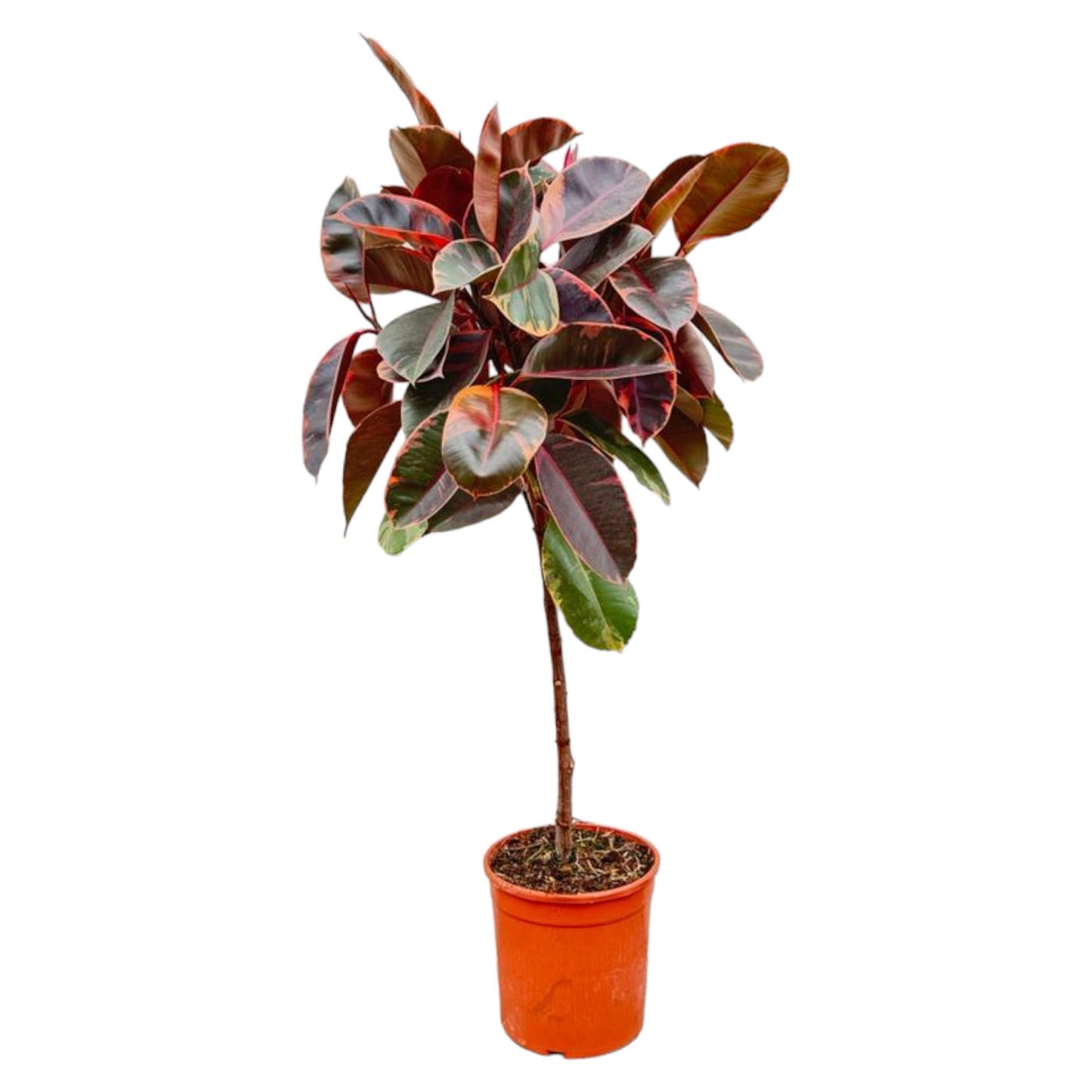 Ficus Elastica Belize op stam - 130 cm - Forest Plants
