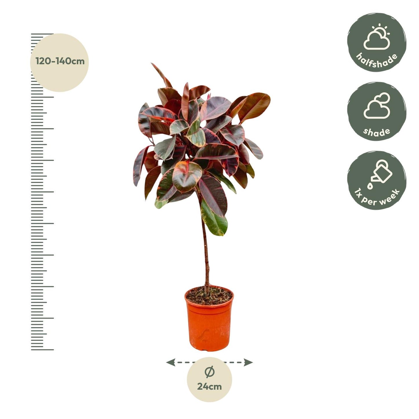 Ficus Elastica Belize op stam - 130 cm - Forest Plants
