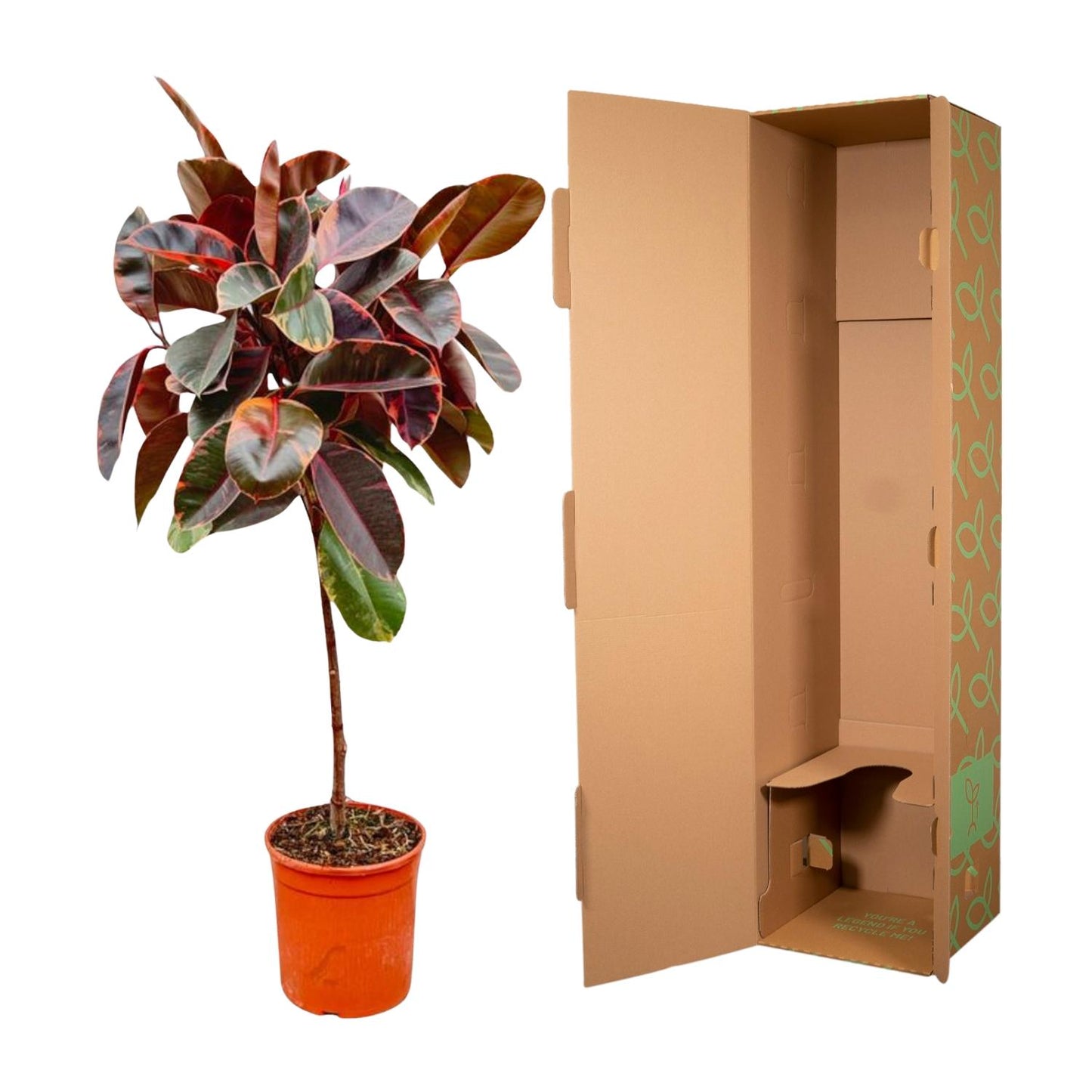 Ficus Elastica Belize op stam - 130 cm - Forest Plants