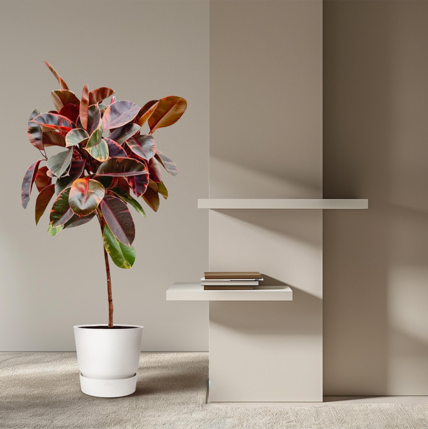 Ficus Elastica Belize op stam - 130 cm - Forest Plants