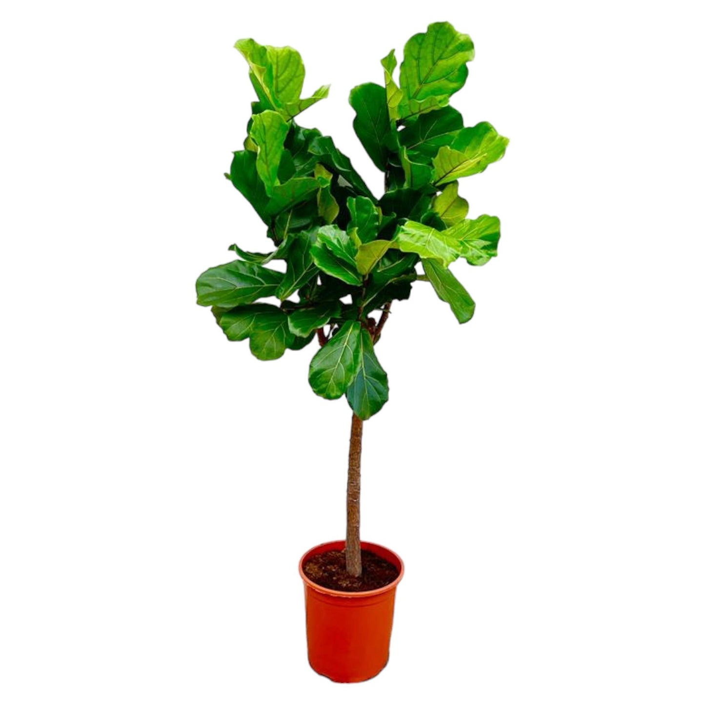 Ficus Lyrata boom - 150 cm - Forest Plants
