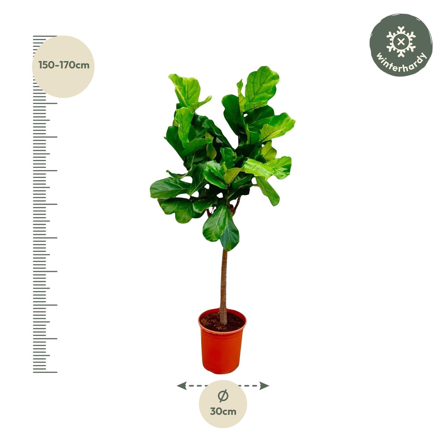 Ficus Lyrata boom - 150 cm - Forest Plants