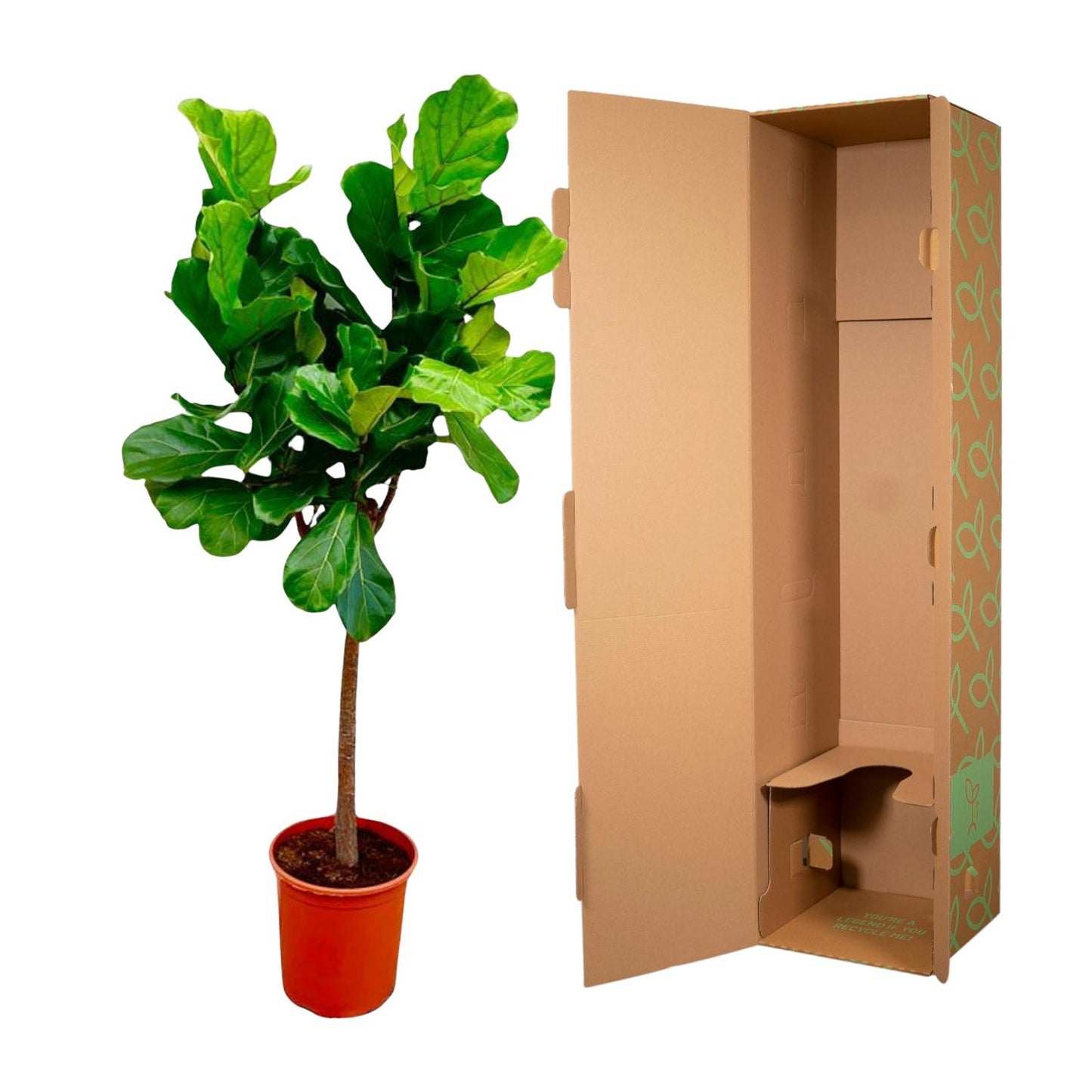 Ficus Lyrata boom - 150 cm - Forest Plants