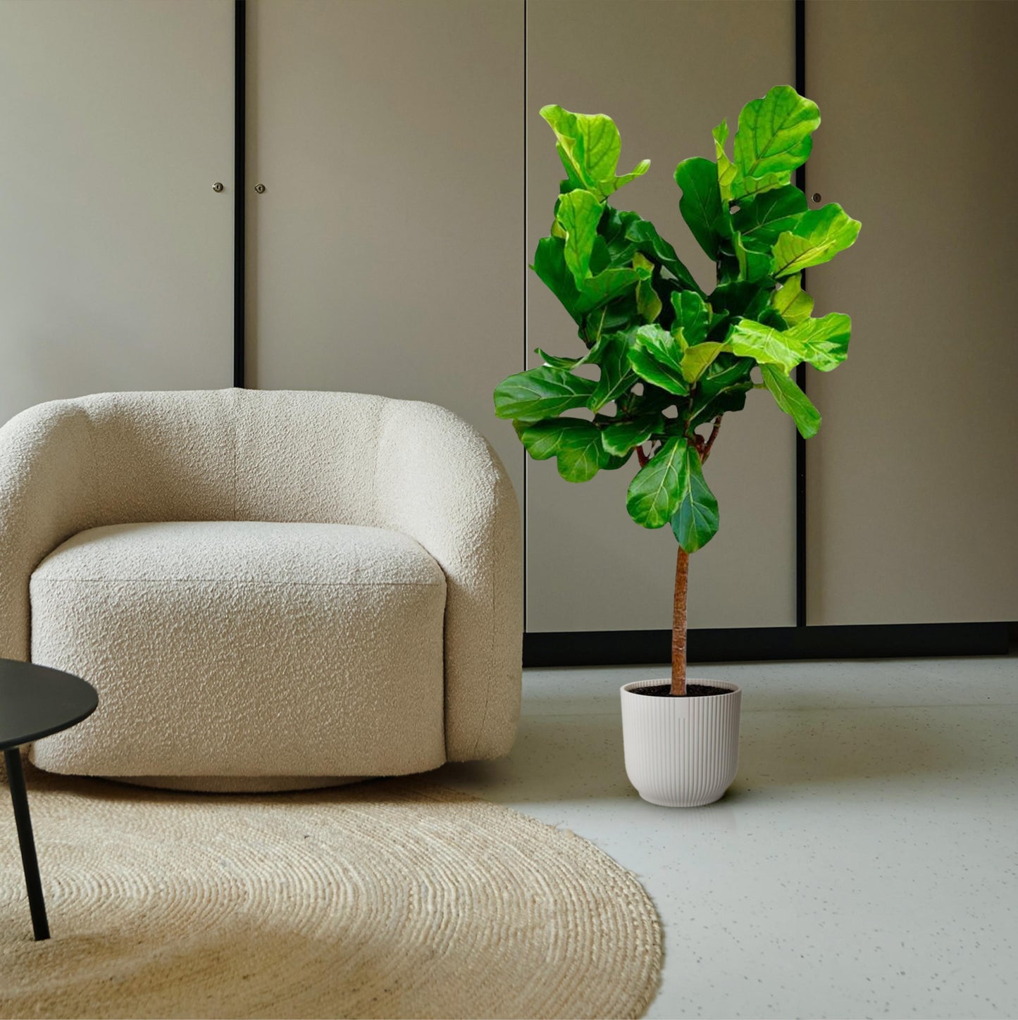 Ficus Lyrata boom - 150 cm - Forest Plants