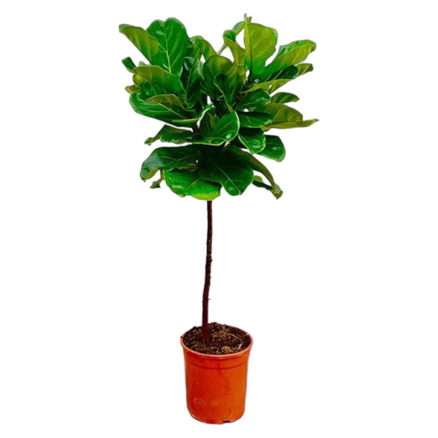 Ficus Lyrata stam - 130 cm - Forest Plants