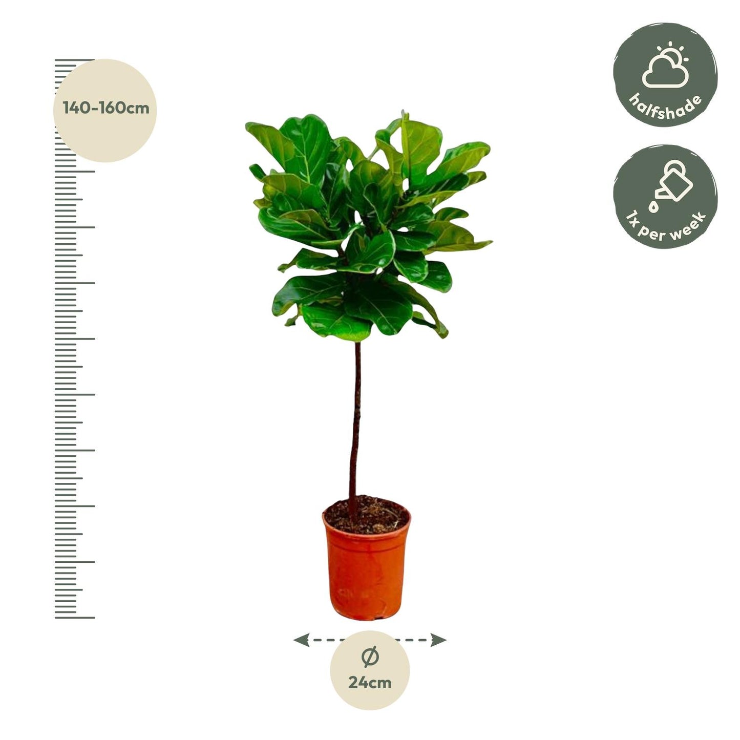 Ficus Lyrata stam - 130 cm - Forest Plants