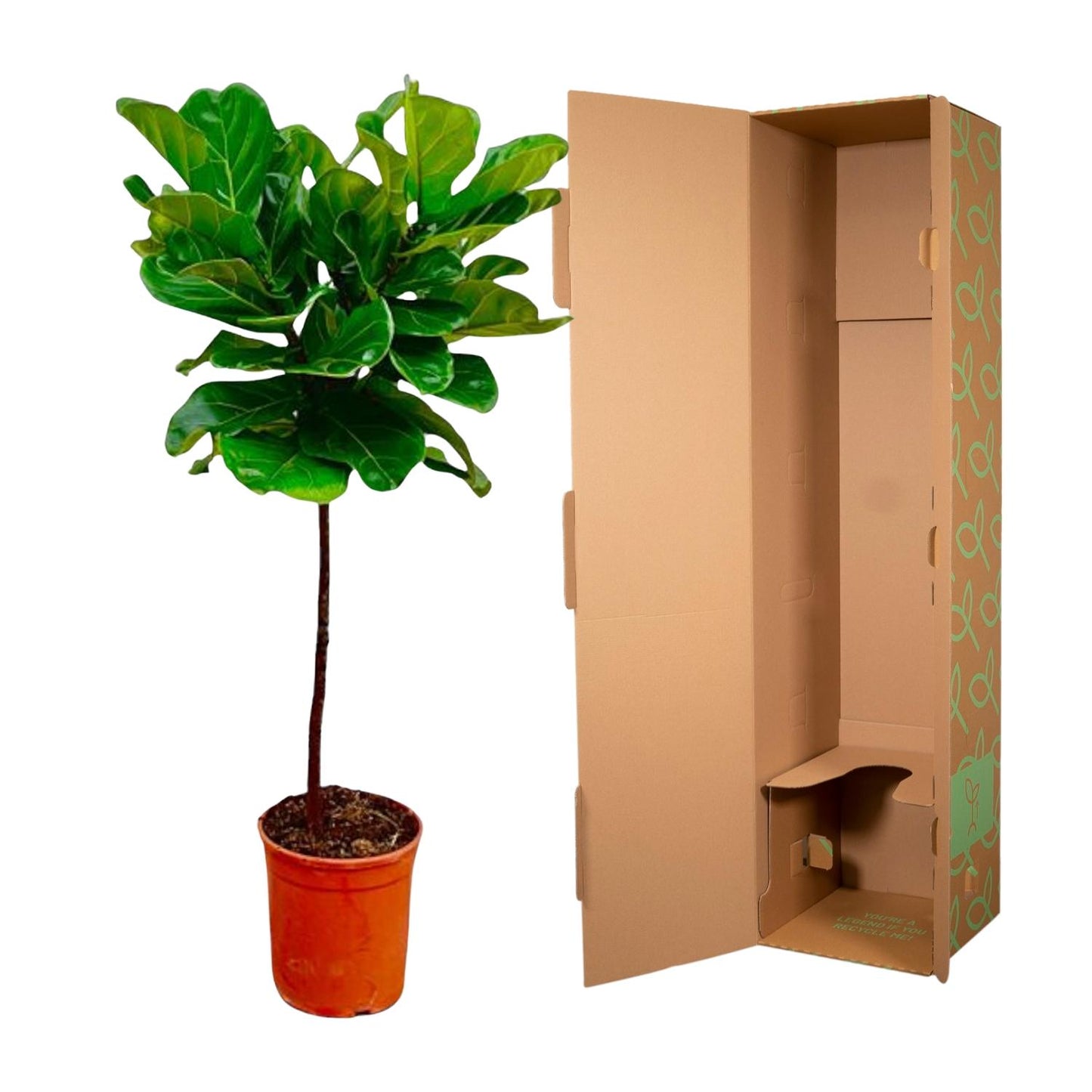 Ficus Lyrata stam - 130 cm - Forest Plants