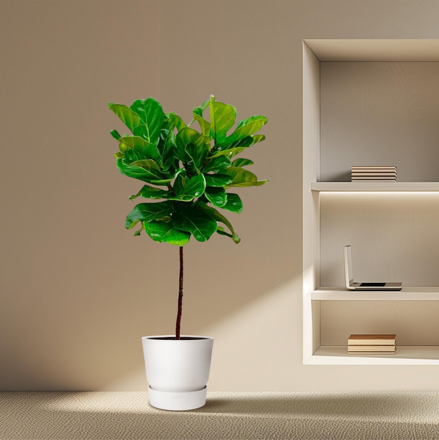 Ficus Lyrata stam - 130 cm - Forest Plants
