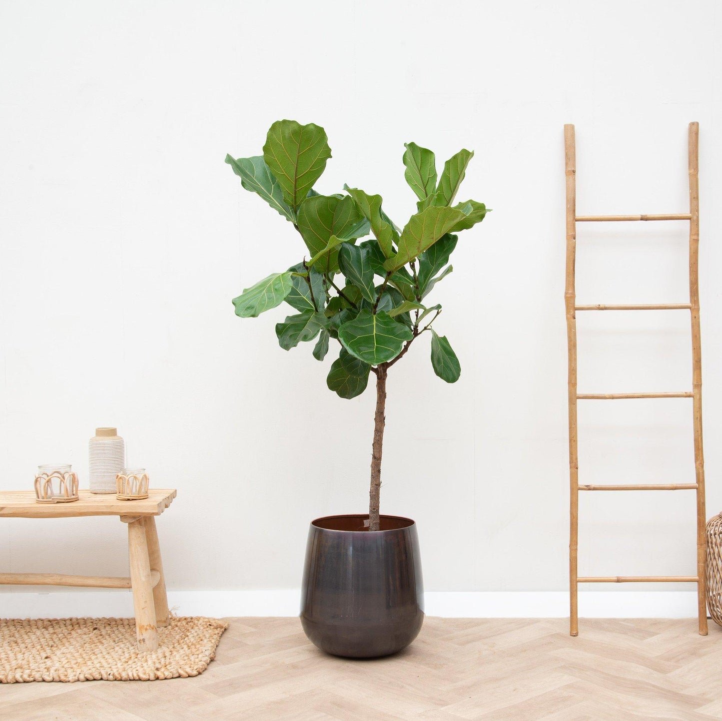 Ficus Lyrata stam - 170 cm - Forest Plants