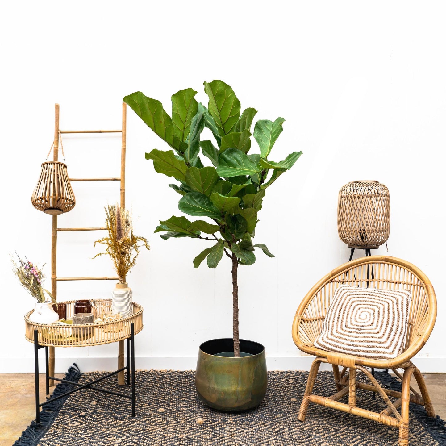 Ficus Lyrata stam - 170 cm - Forest Plants