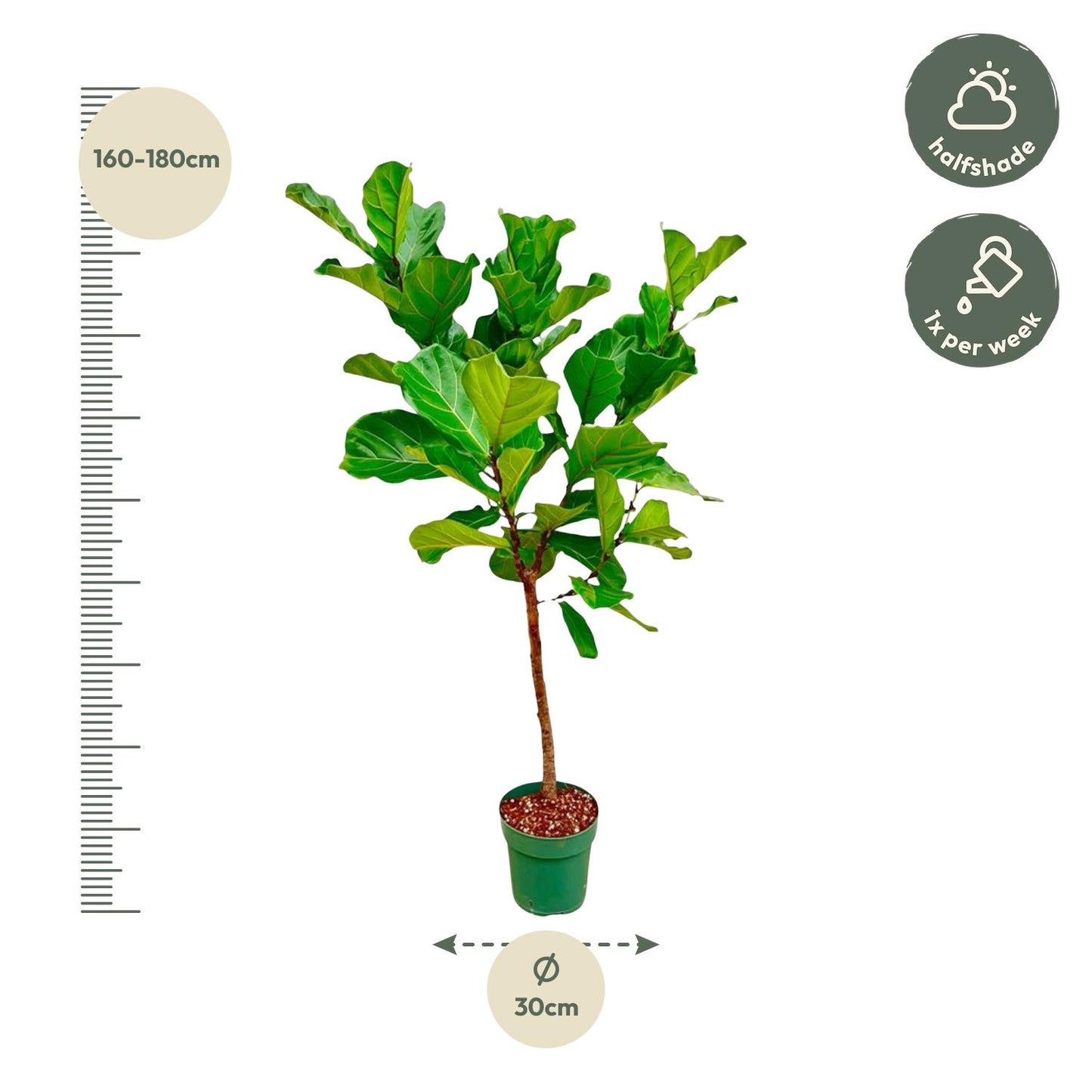 Ficus Lyrata stam - 170 cm - Forest Plants