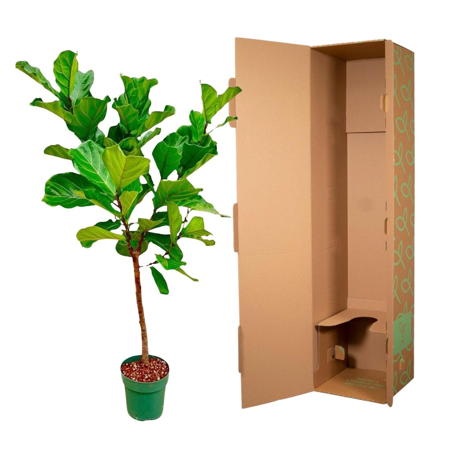 Ficus Lyrata stam - 170 cm - Forest Plants