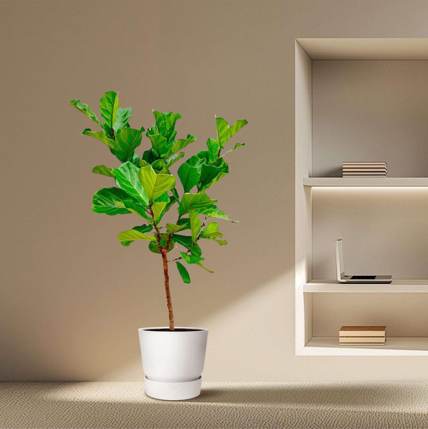 Ficus Lyrata stam - 170 cm - Forest Plants