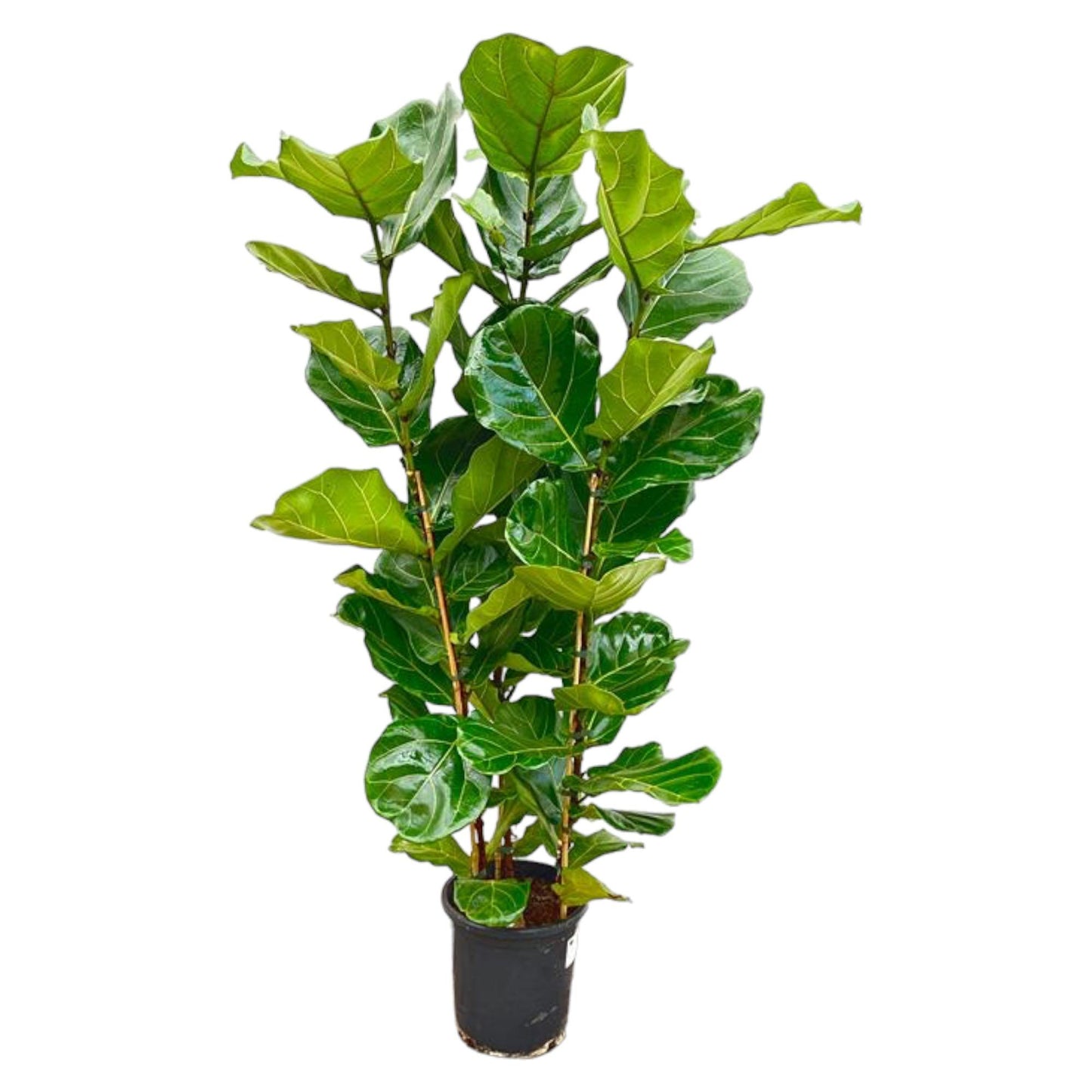 Ficus Lyrata struik - 155 cm