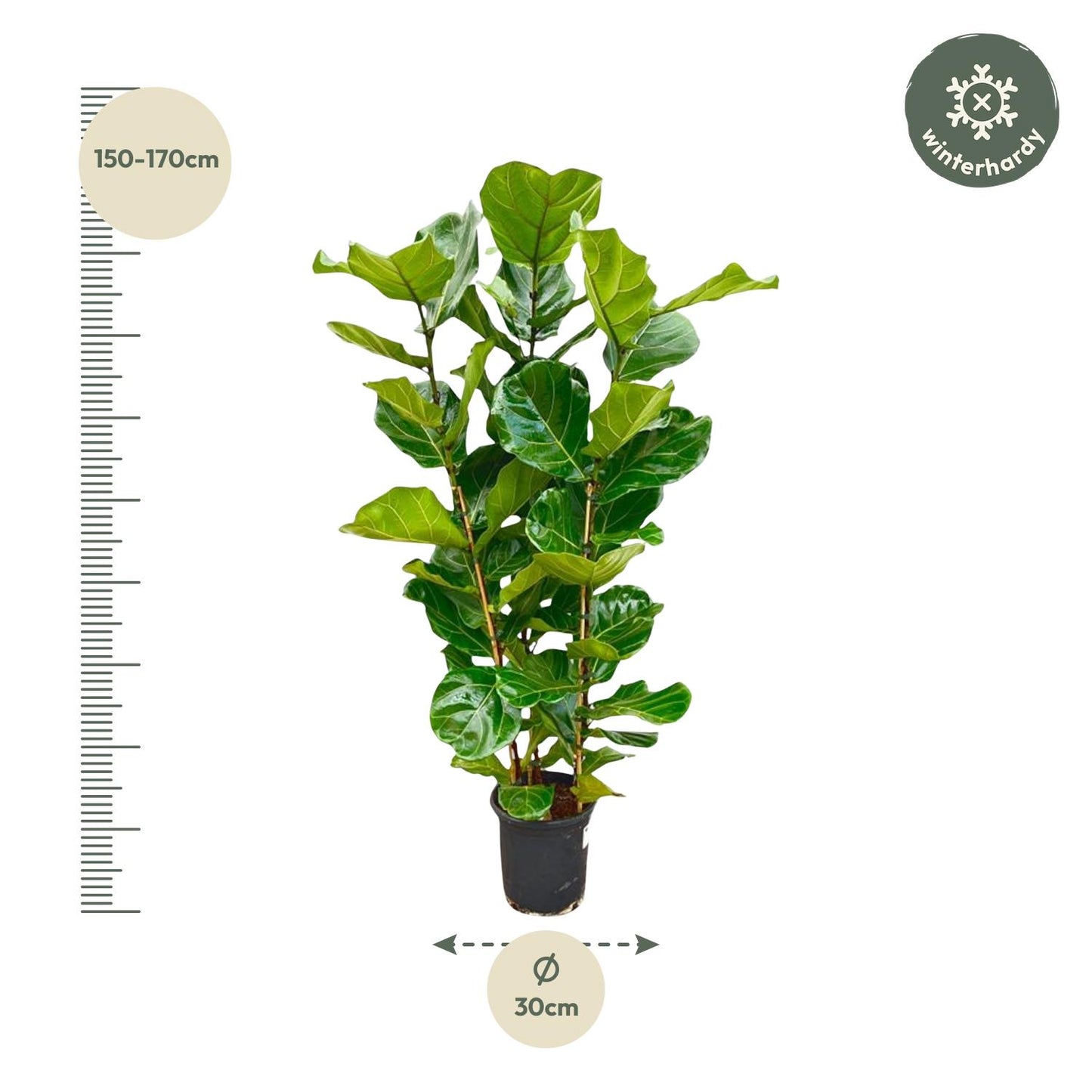 Ficus Lyrata struik - 155 cm