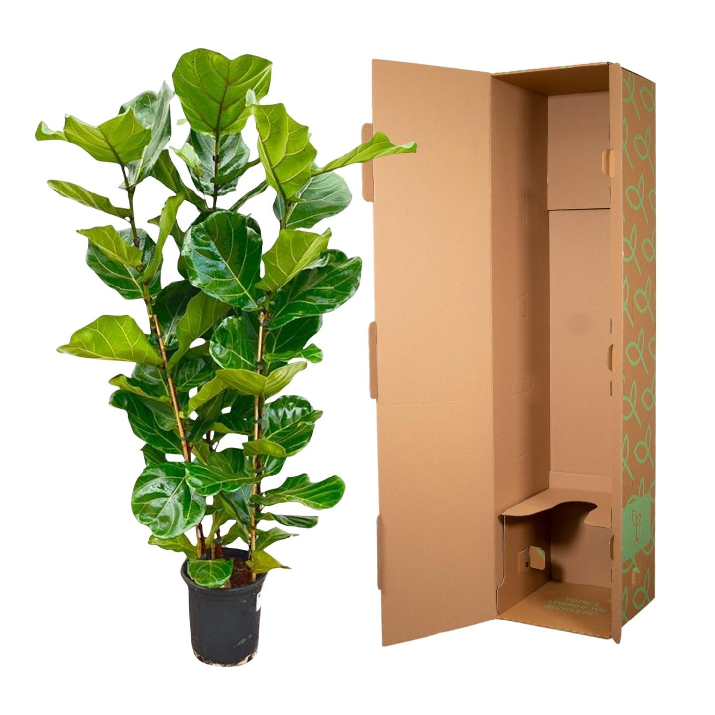 Ficus Lyrata struik - 155 cm