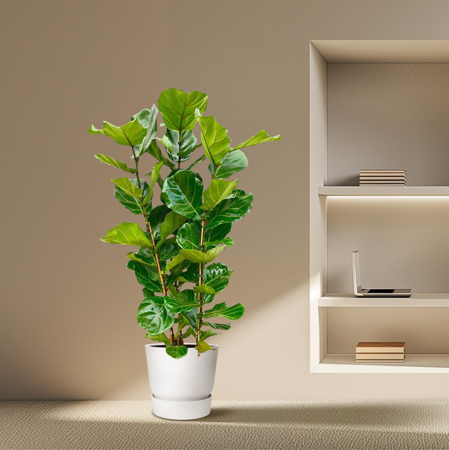 Ficus Lyrata struik - 155 cm