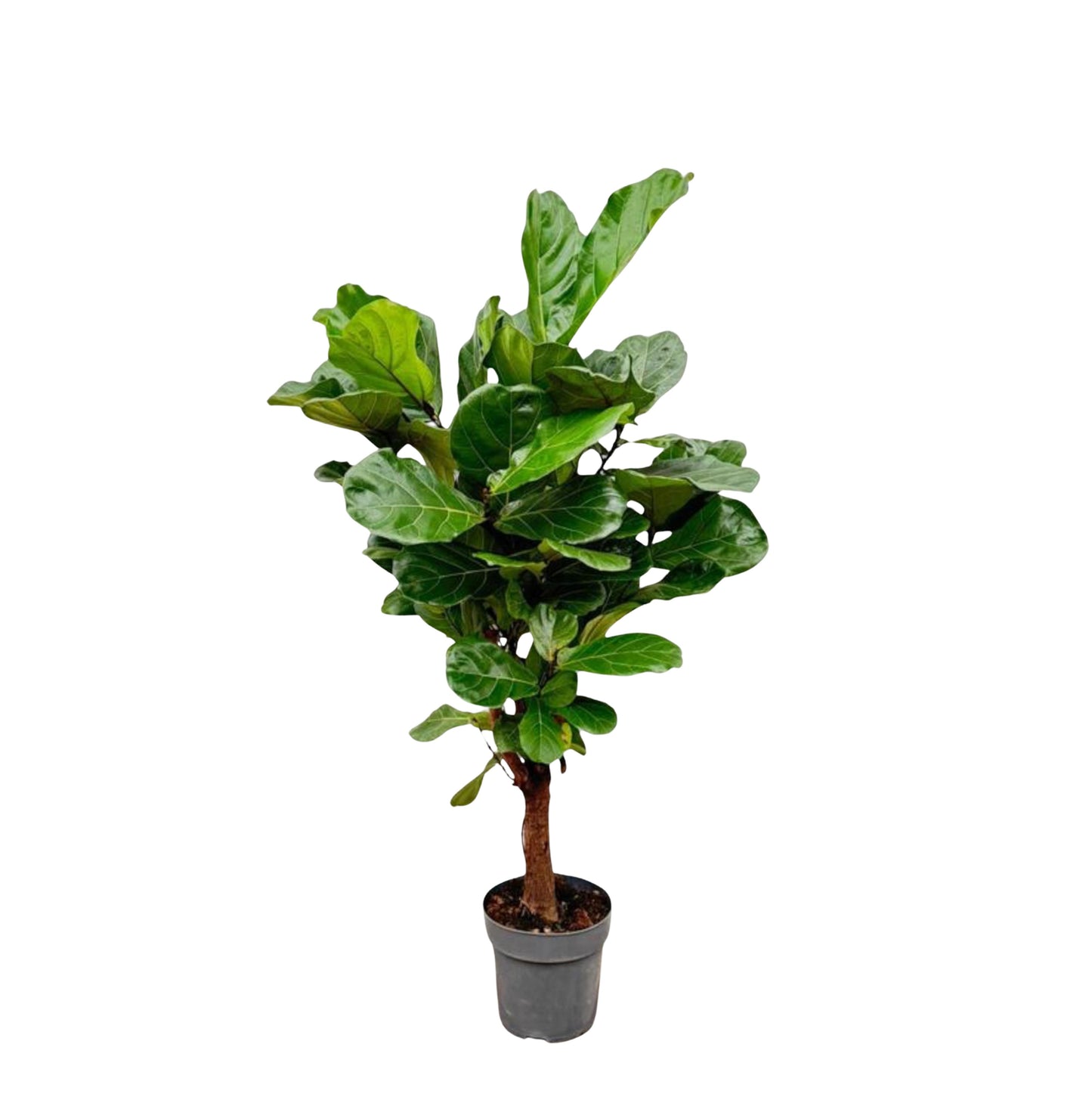 Ficus Lyrata vertakt - 140-160cm - Forest Plants