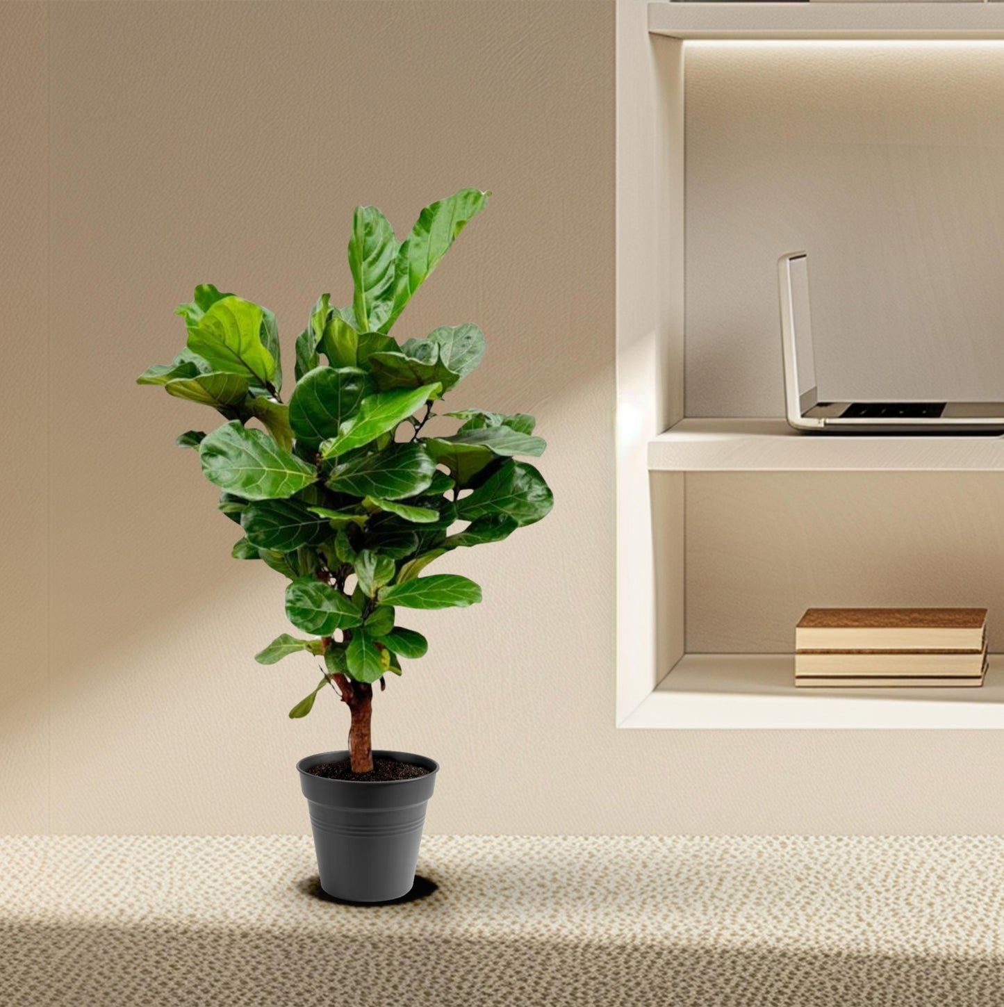 Ficus Lyrata vertakt - 140-160cm - Forest Plants
