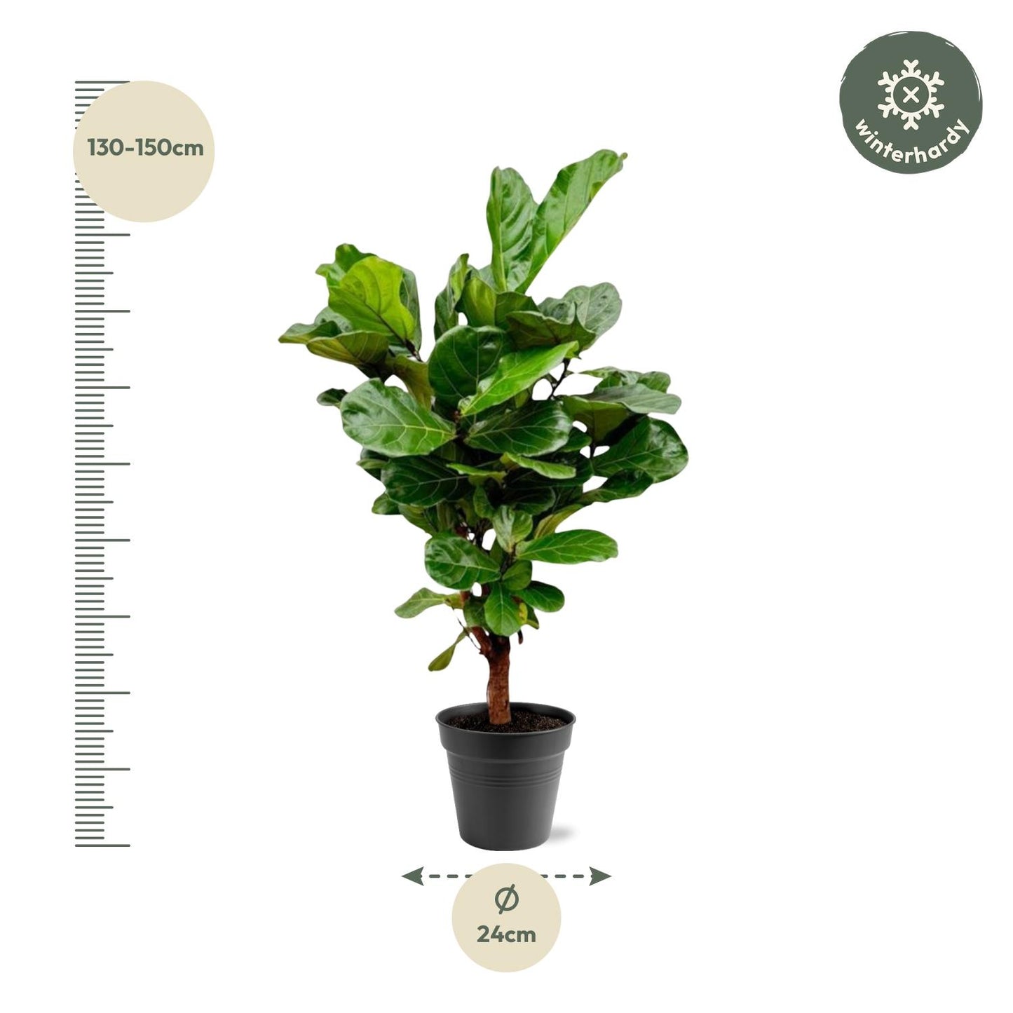 Ficus Lyrata vertakt - 140-160cm - Forest Plants
