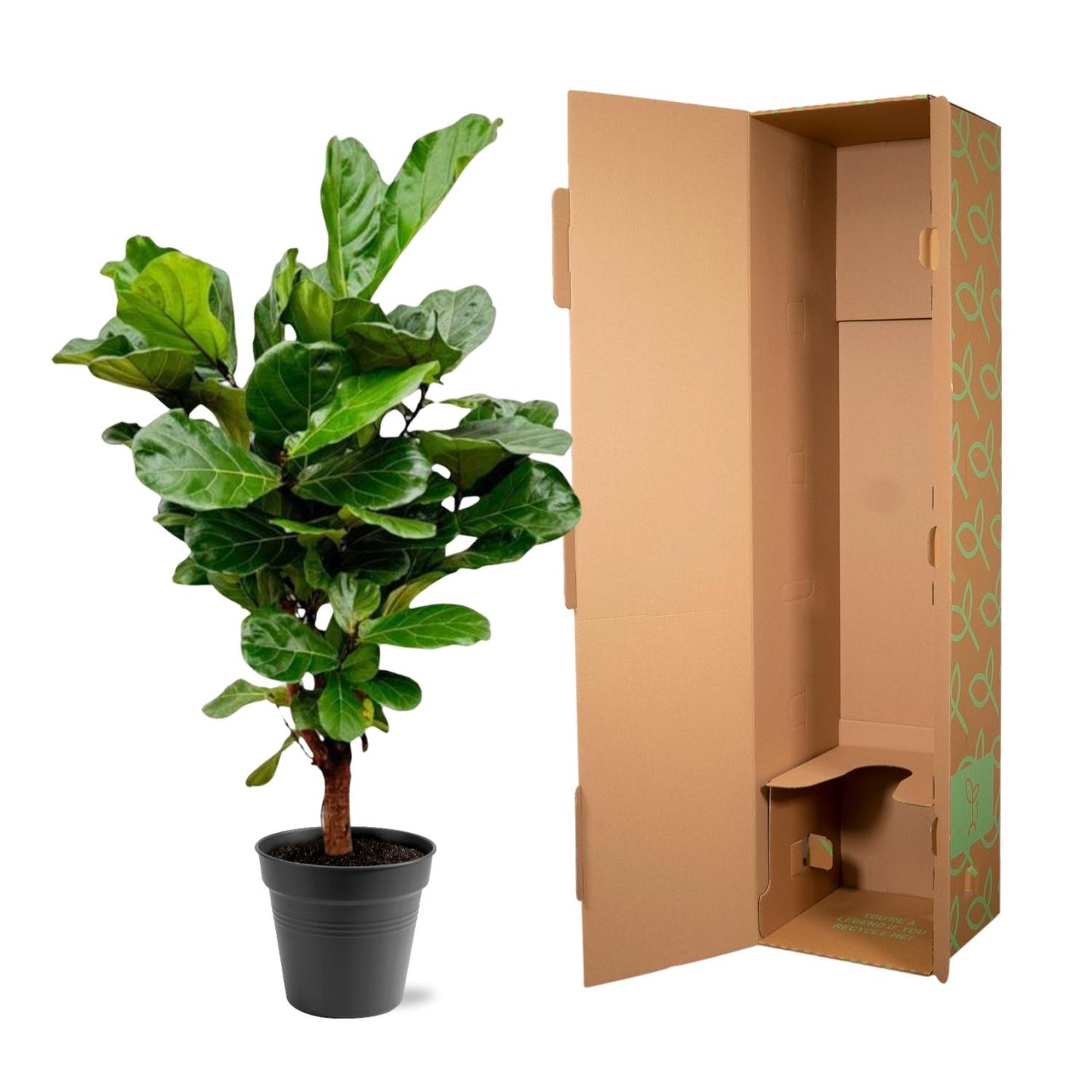 Ficus Lyrata vertakt - 140-160cm - Forest Plants